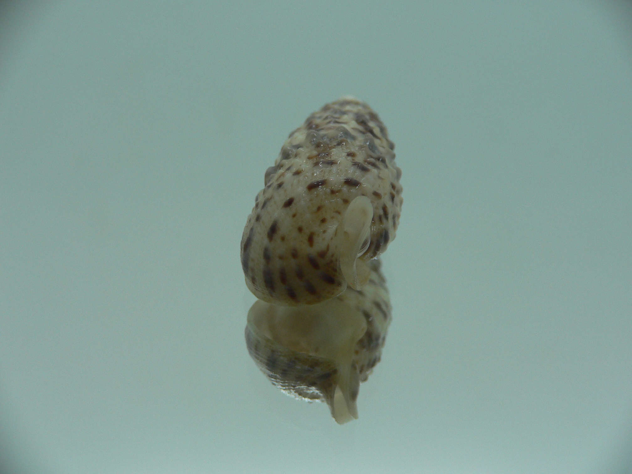 Rhinoclavis sinensis  MOTLEY