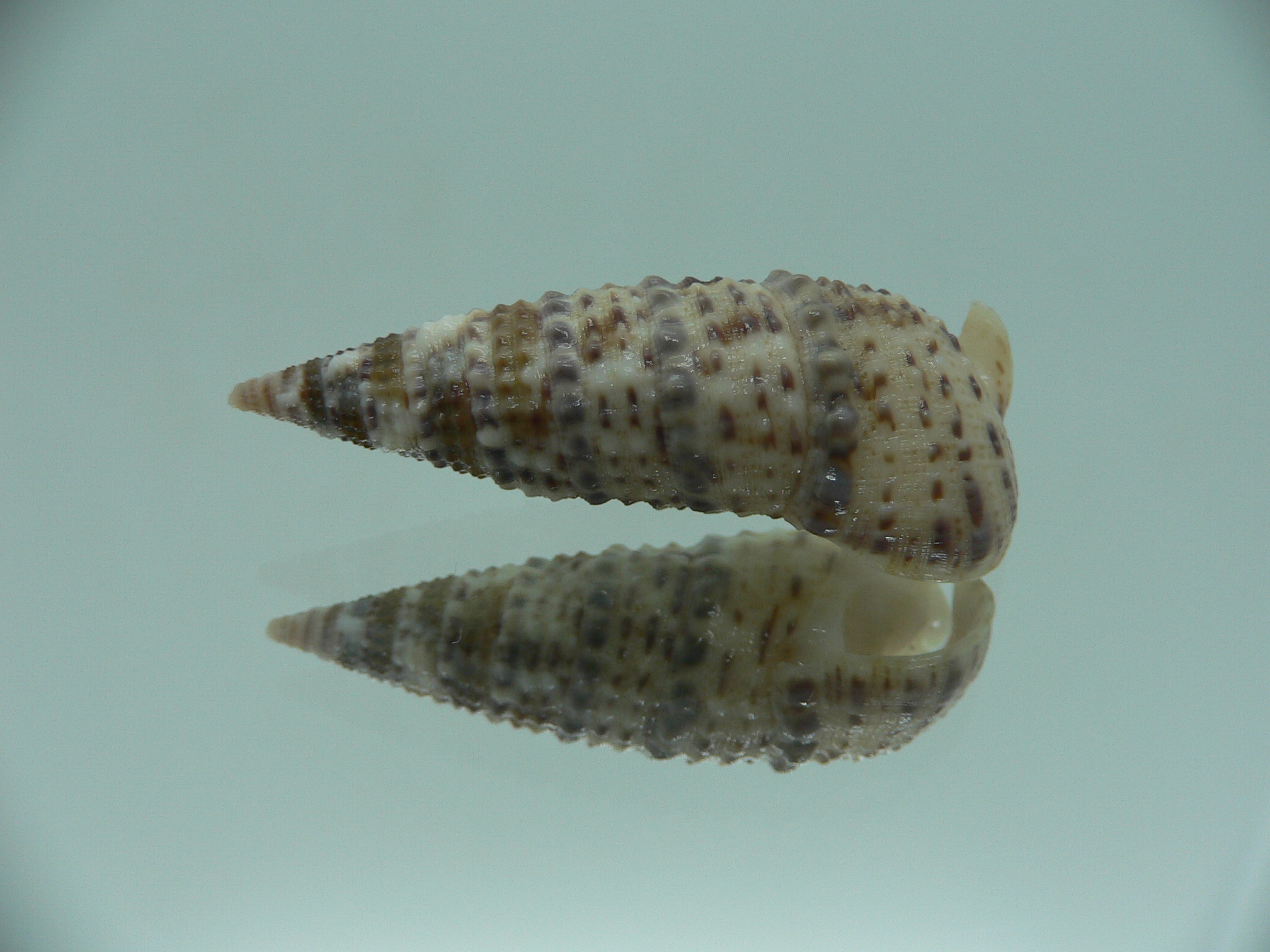 Rhinoclavis sinensis  MOTLEY