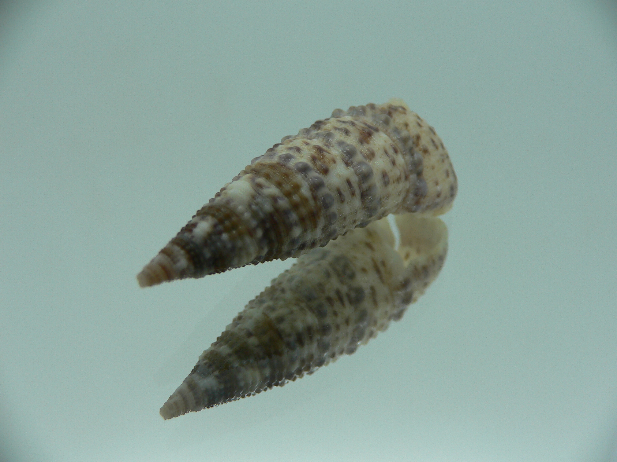 Rhinoclavis sinensis  MOTLEY