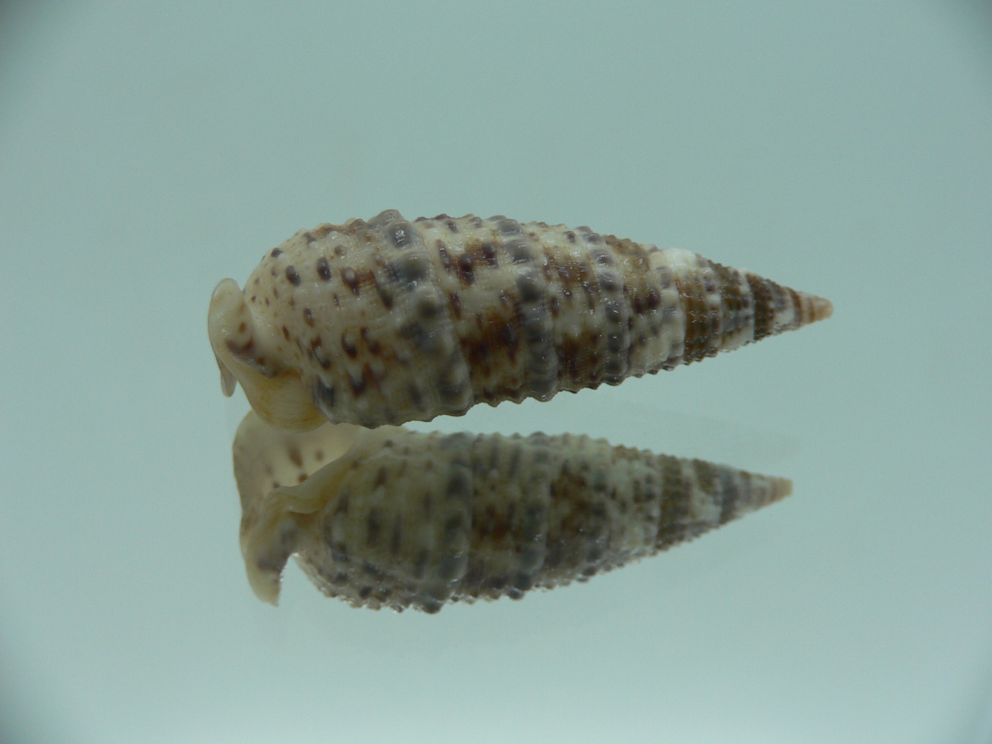 Rhinoclavis sinensis  MOTLEY