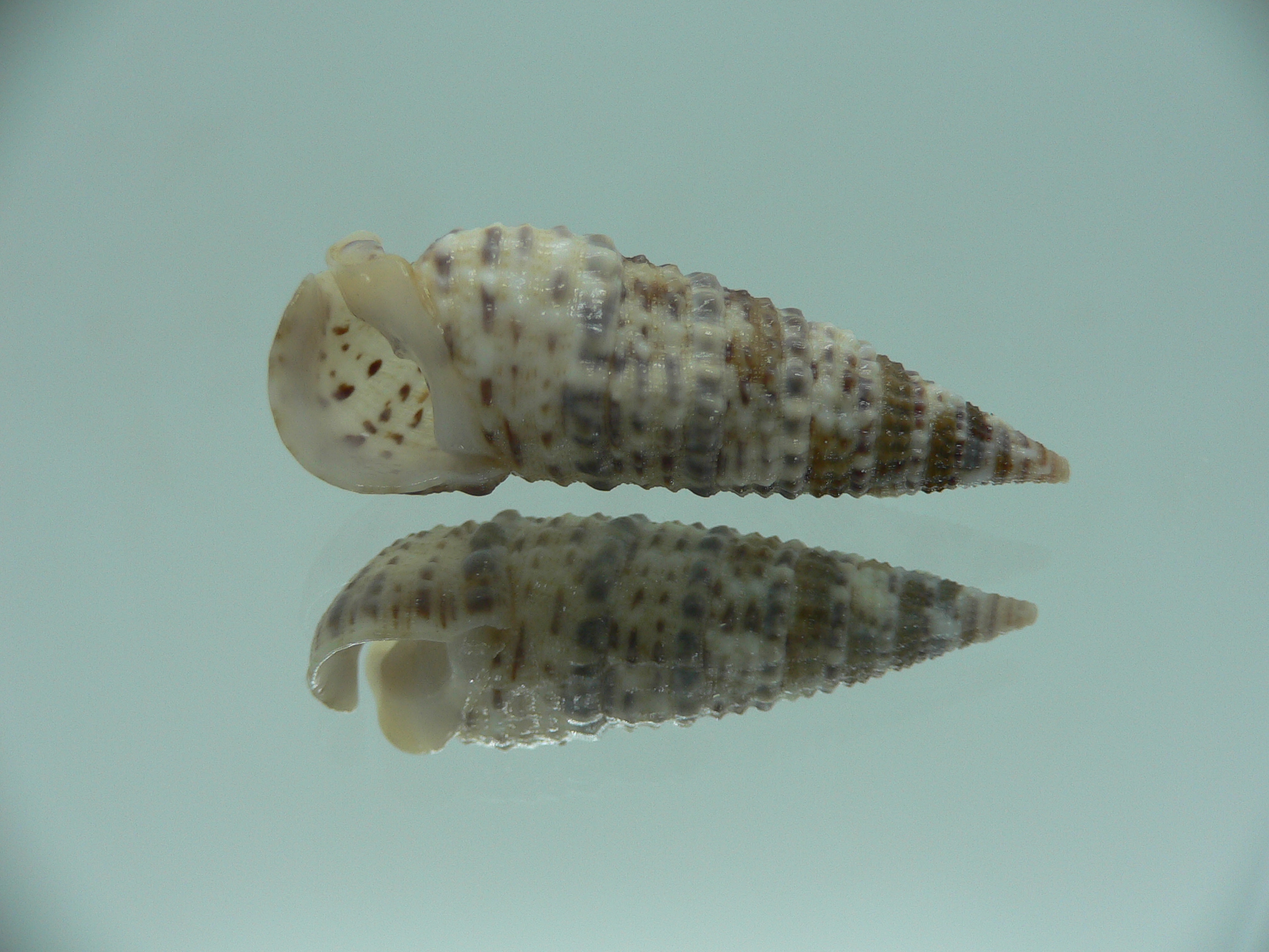 Rhinoclavis sinensis  MOTLEY