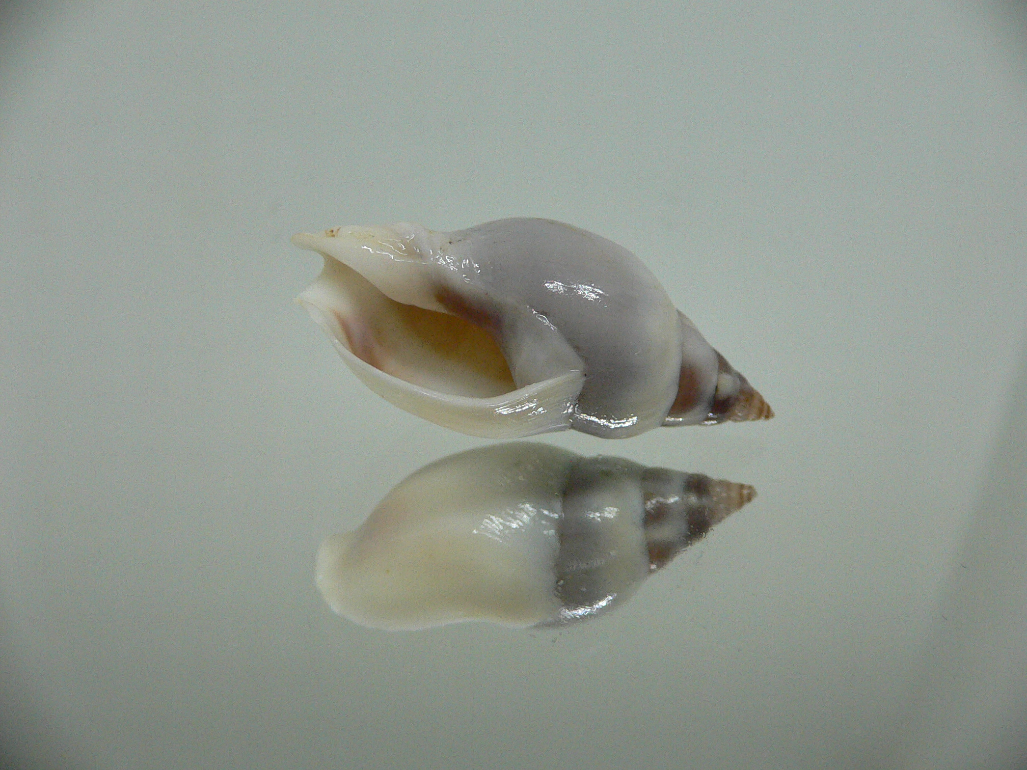 Tomlinia frausseni SUPER