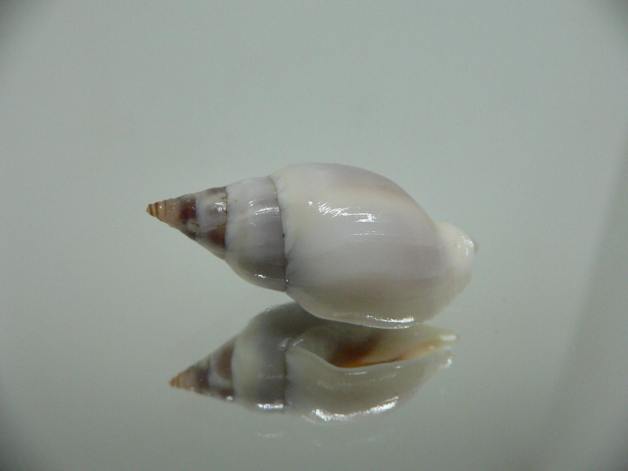 Tomlinia frausseni SUPER