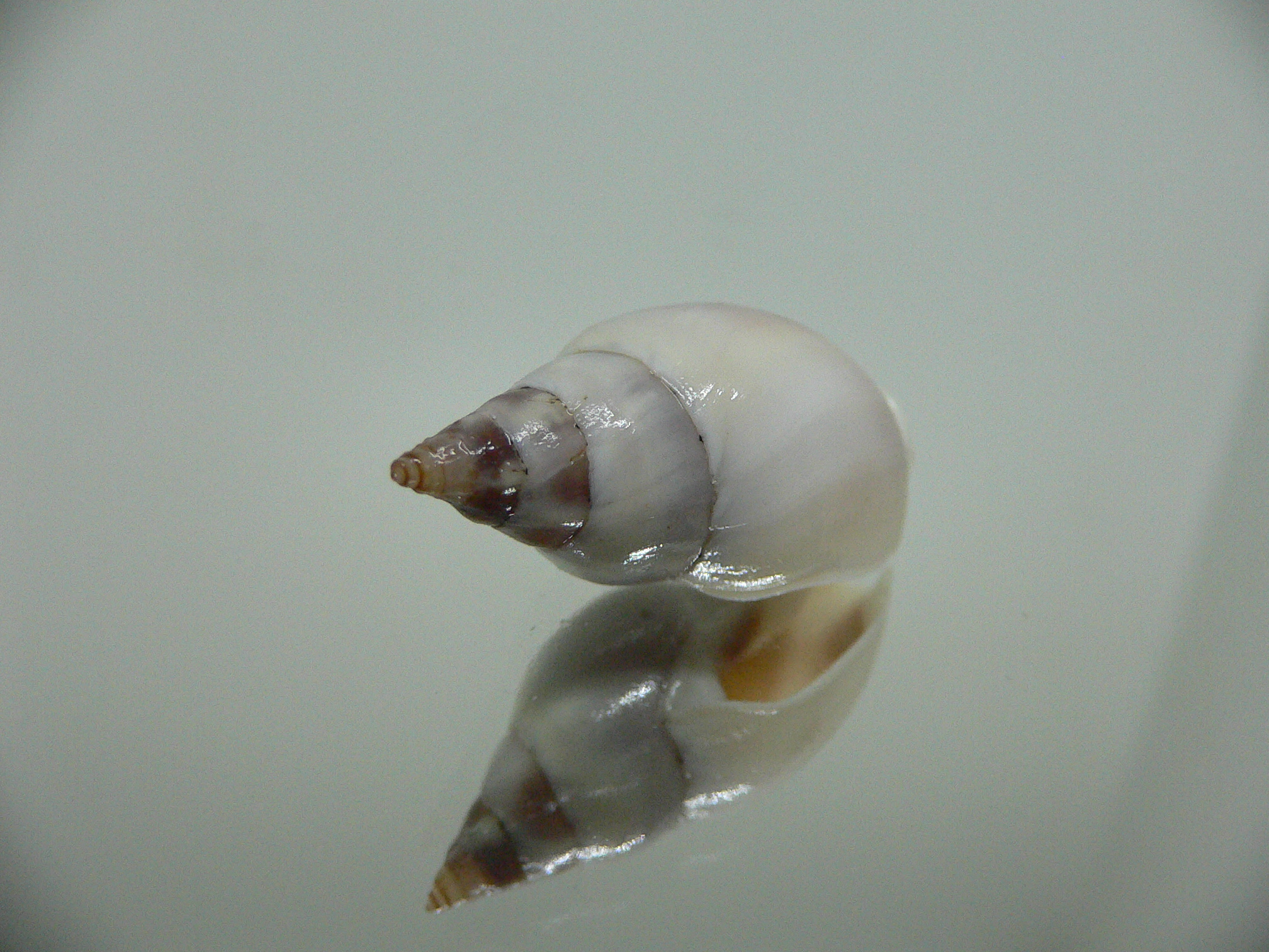 Tomlinia frausseni SUPER