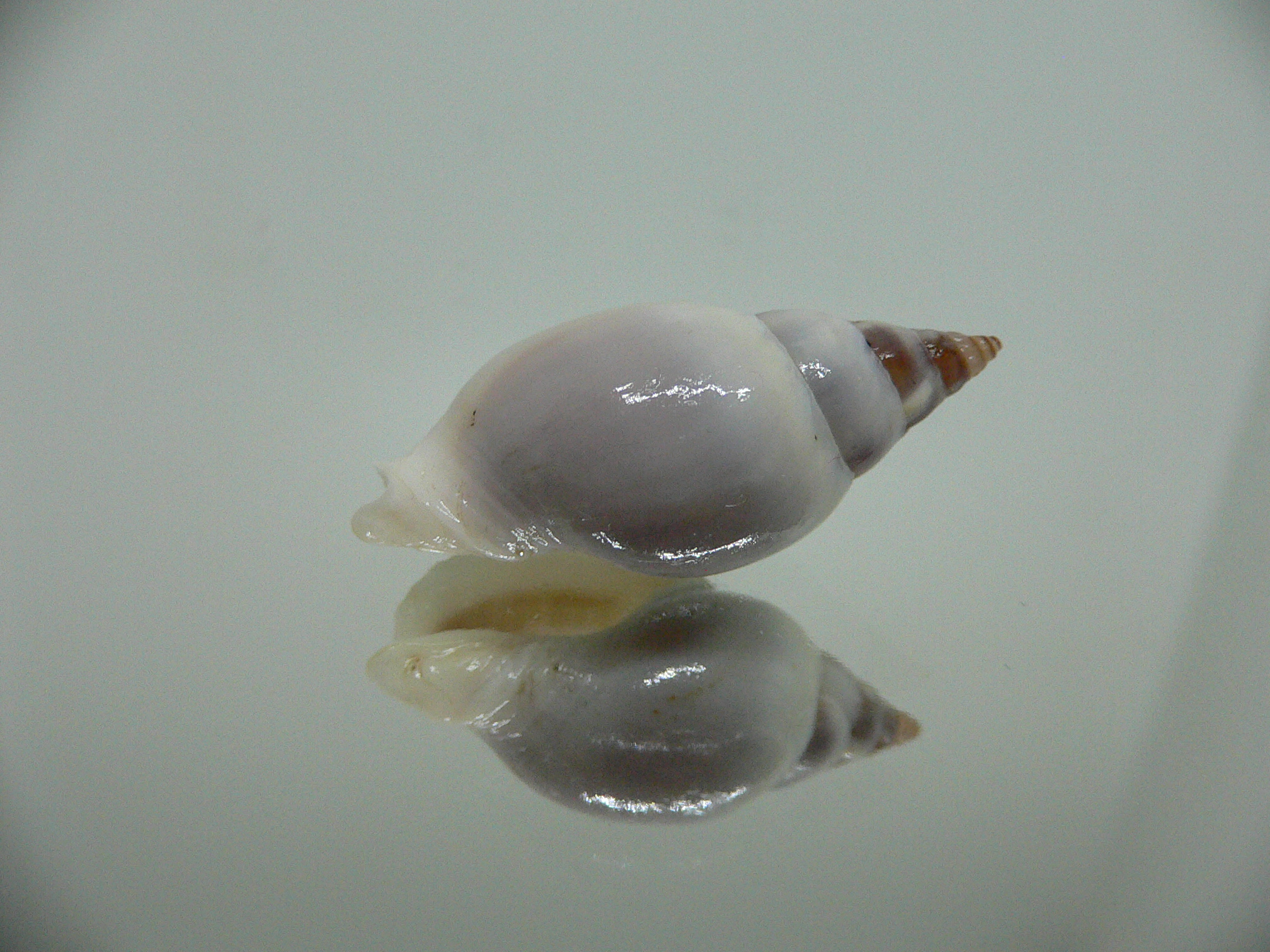 Tomlinia frausseni SUPER