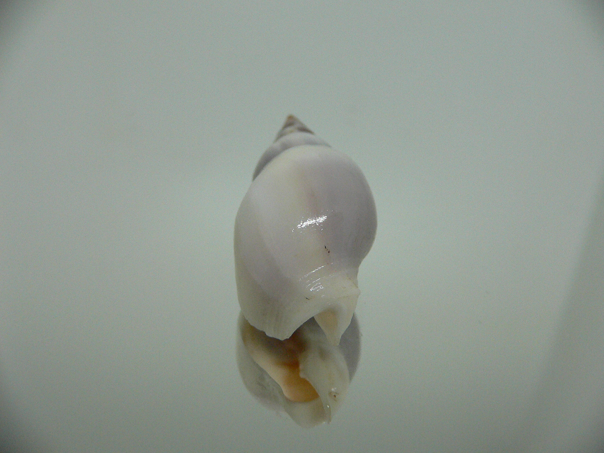 Tomlinia frausseni SUPER