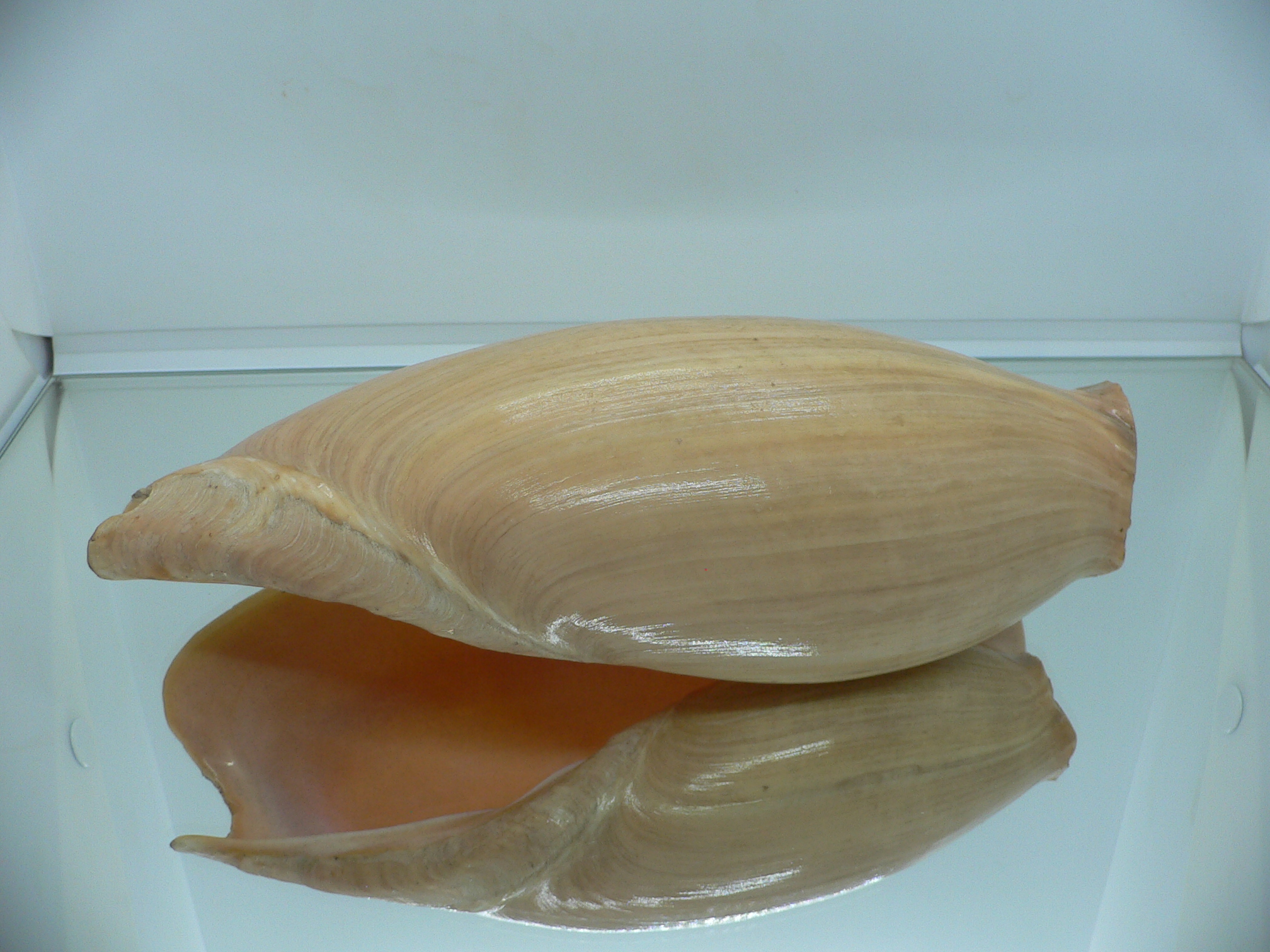 Cymbium glans BIG