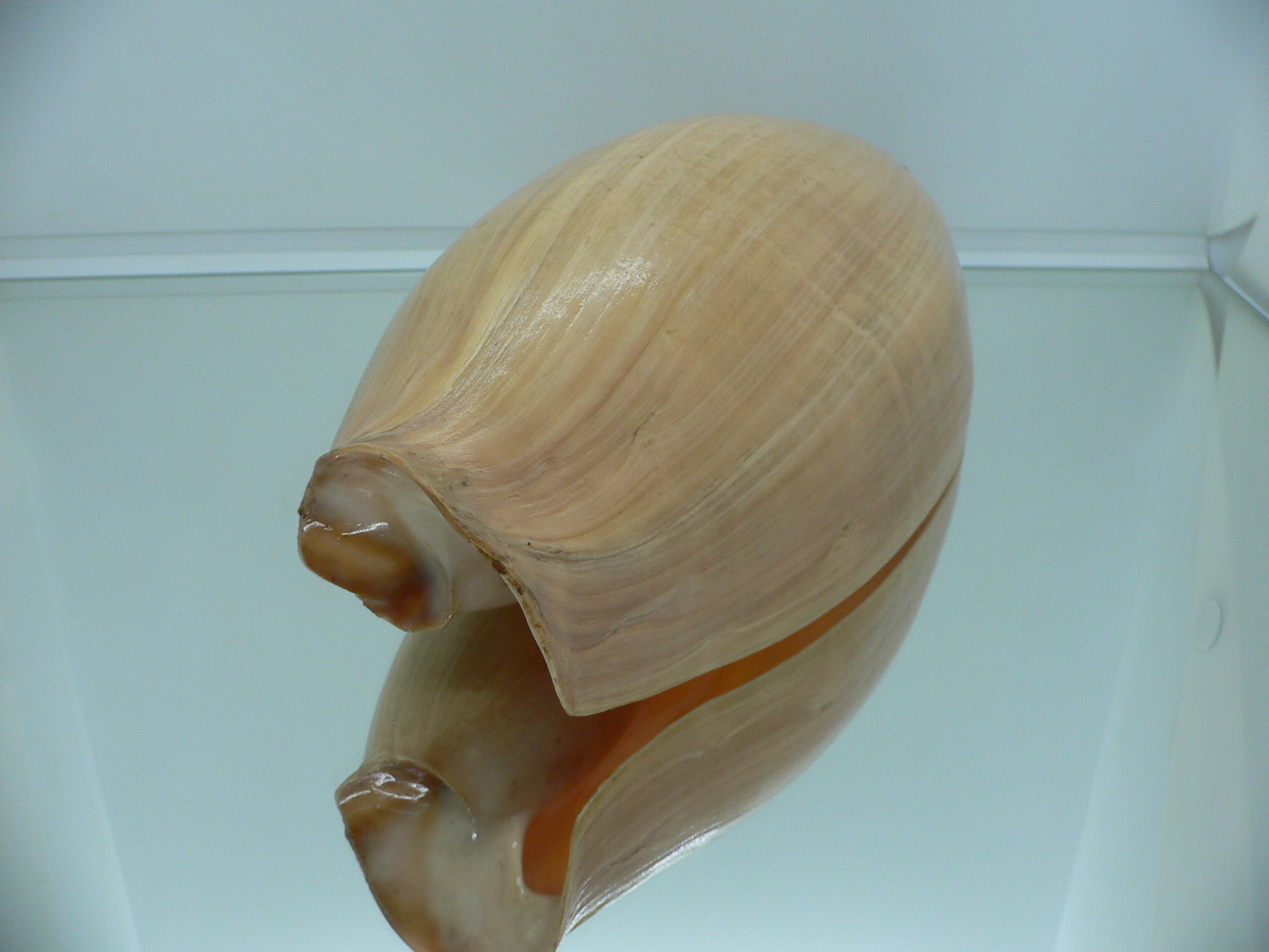 Cymbium glans BIG