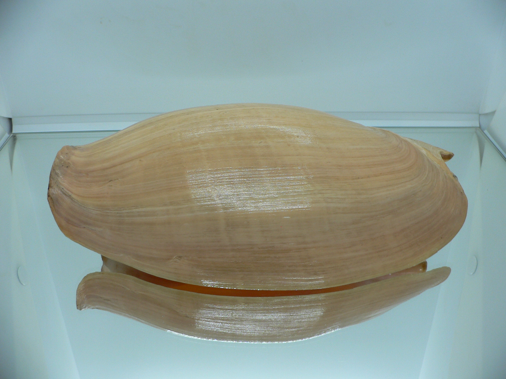 Cymbium glans BIG
