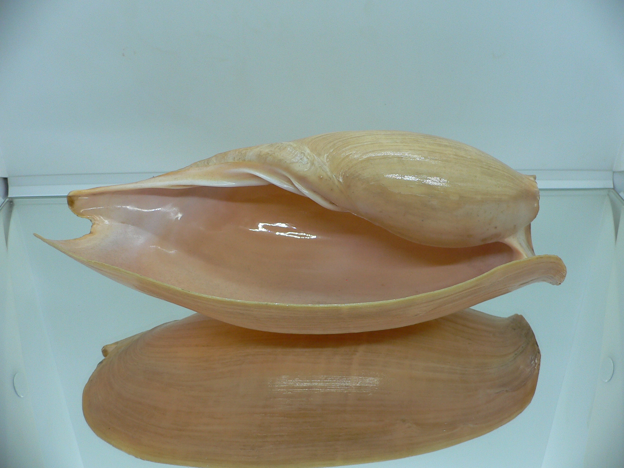 Cymbium glans BIG