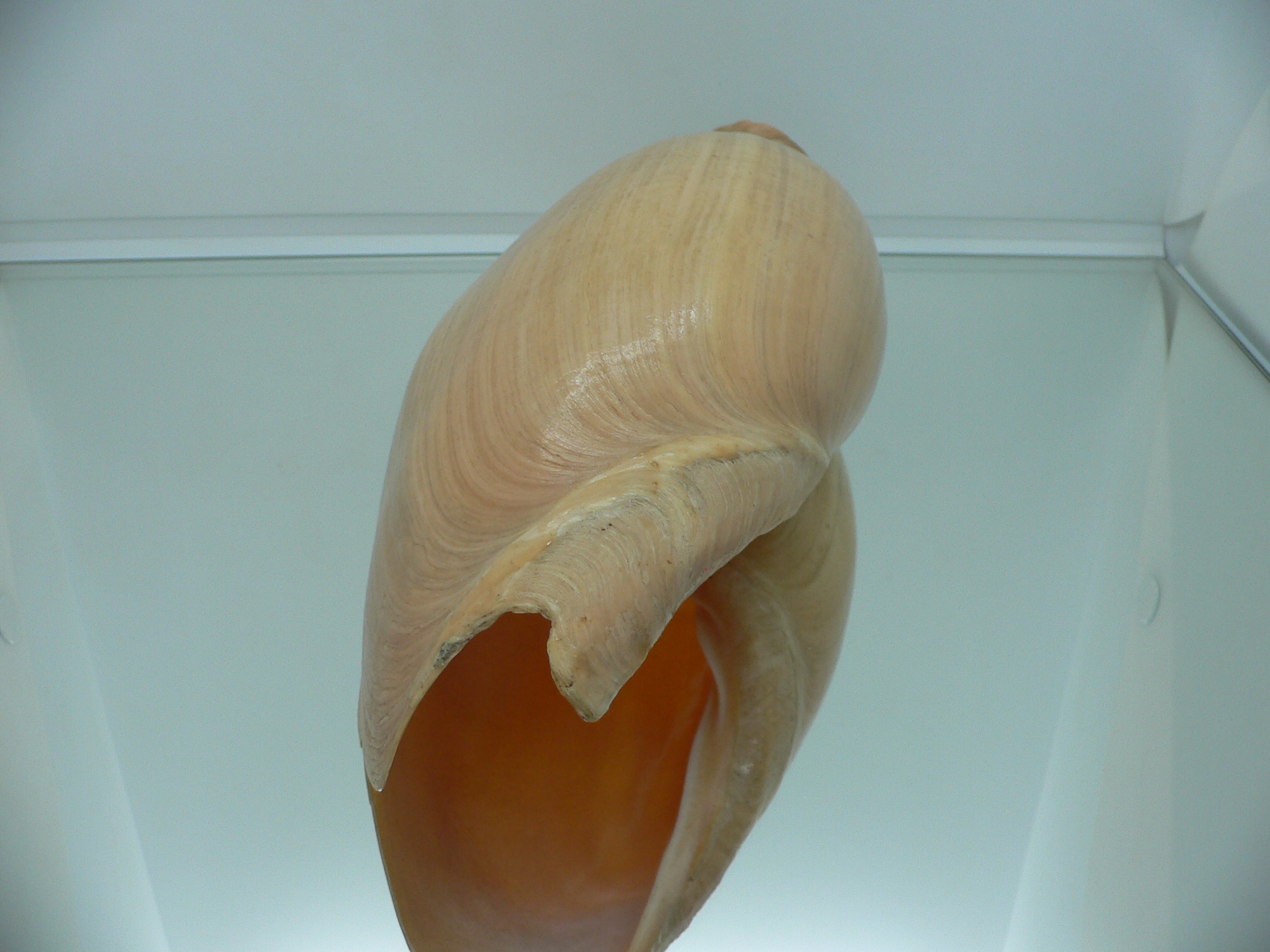 Cymbium glans BIG