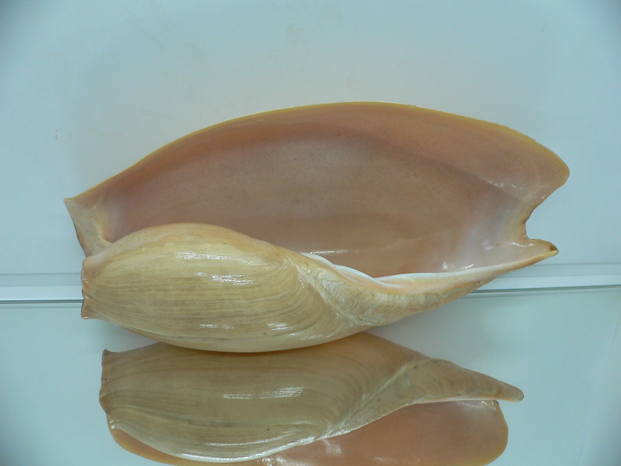 Cymbium glans BIG