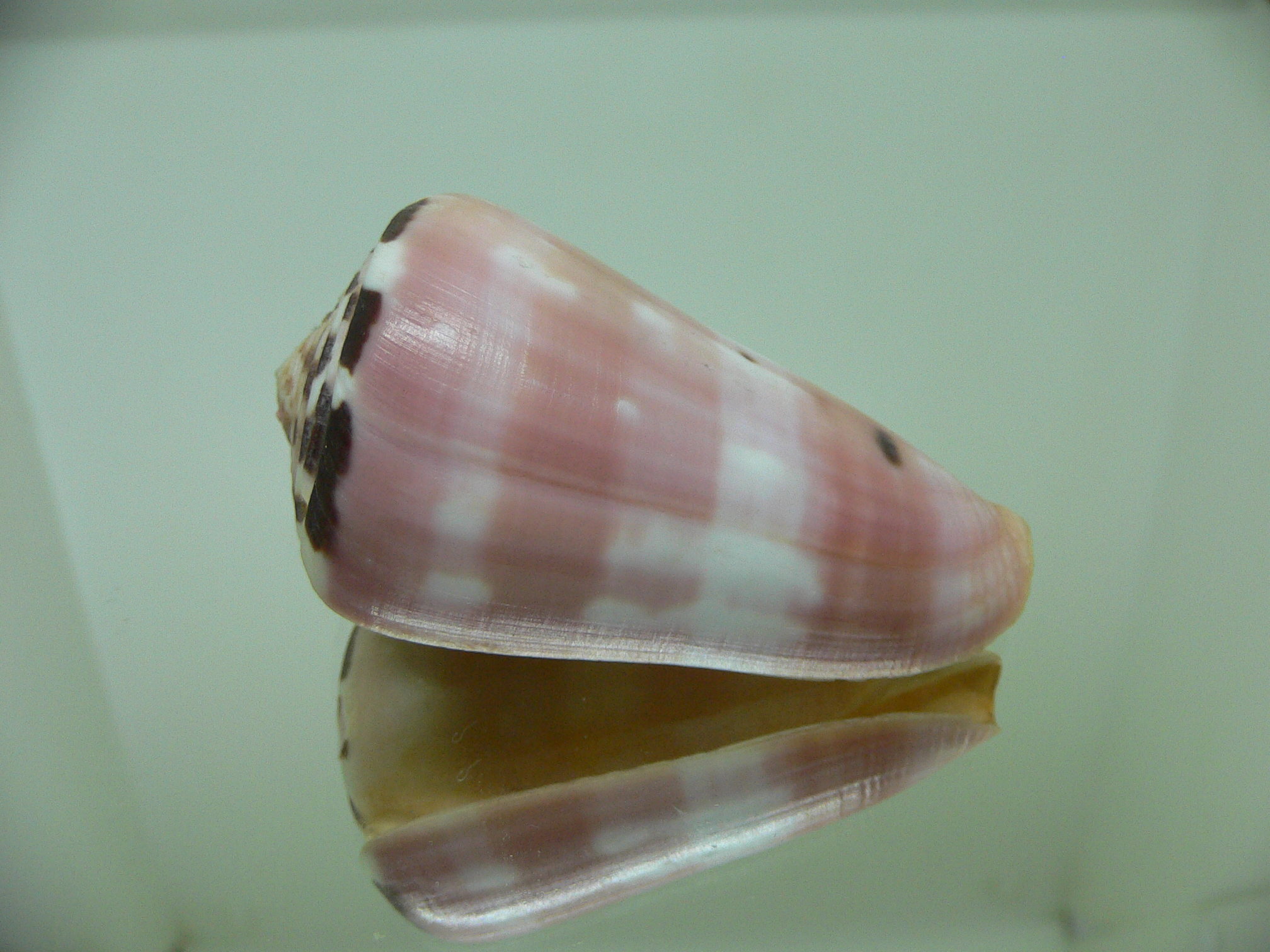 Conus Gauguini Rare на Sea Морские ракушки