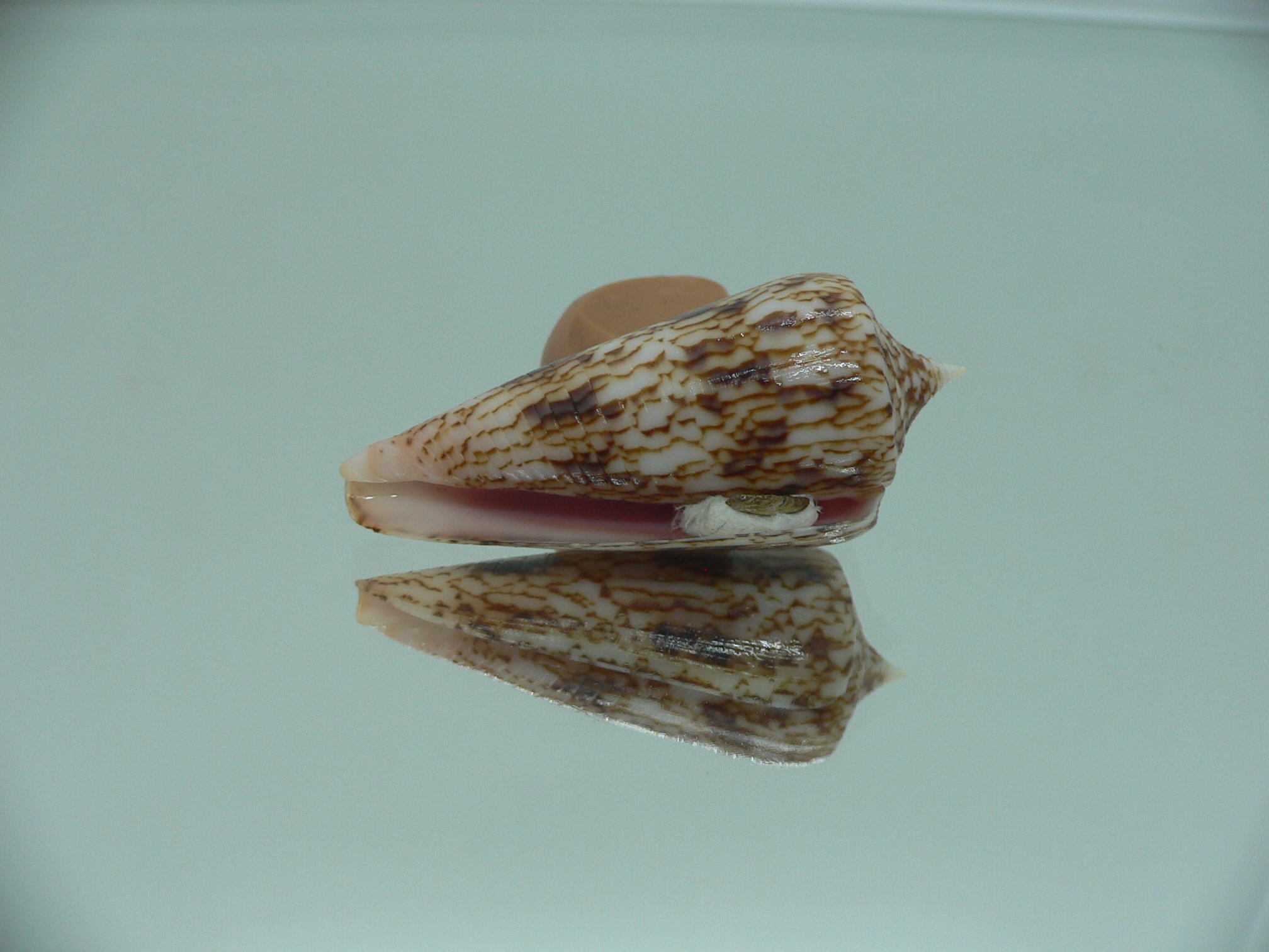Conus neptunus neptunus