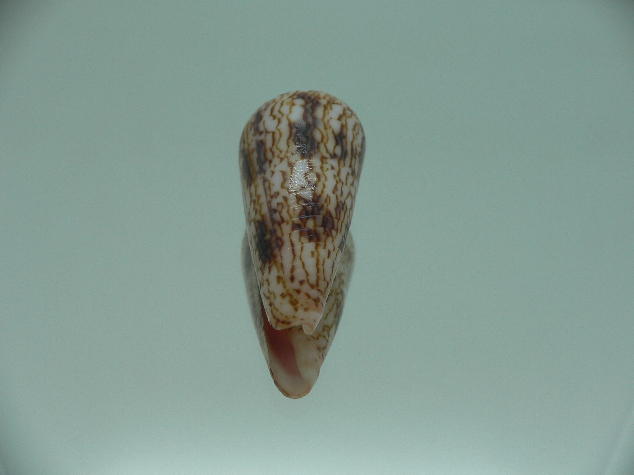 Conus neptunus neptunus
