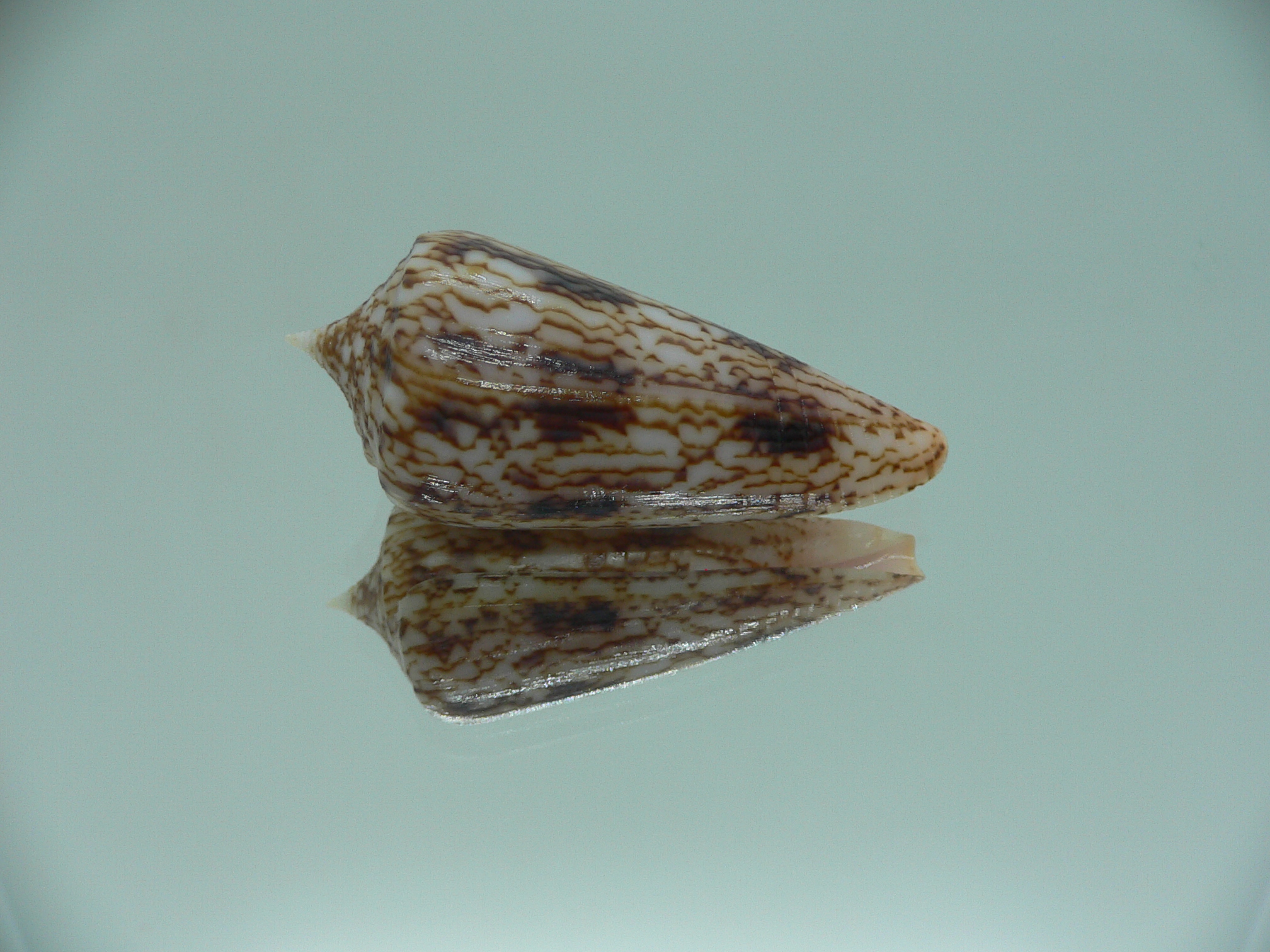 Conus neptunus neptunus