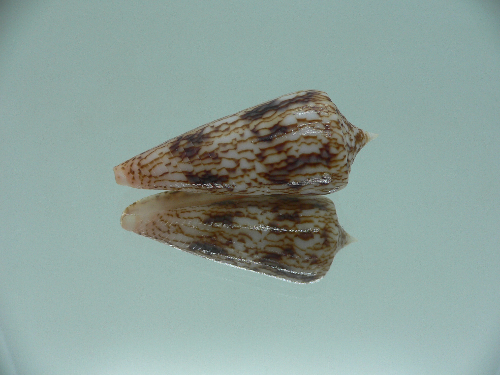 Conus neptunus neptunus