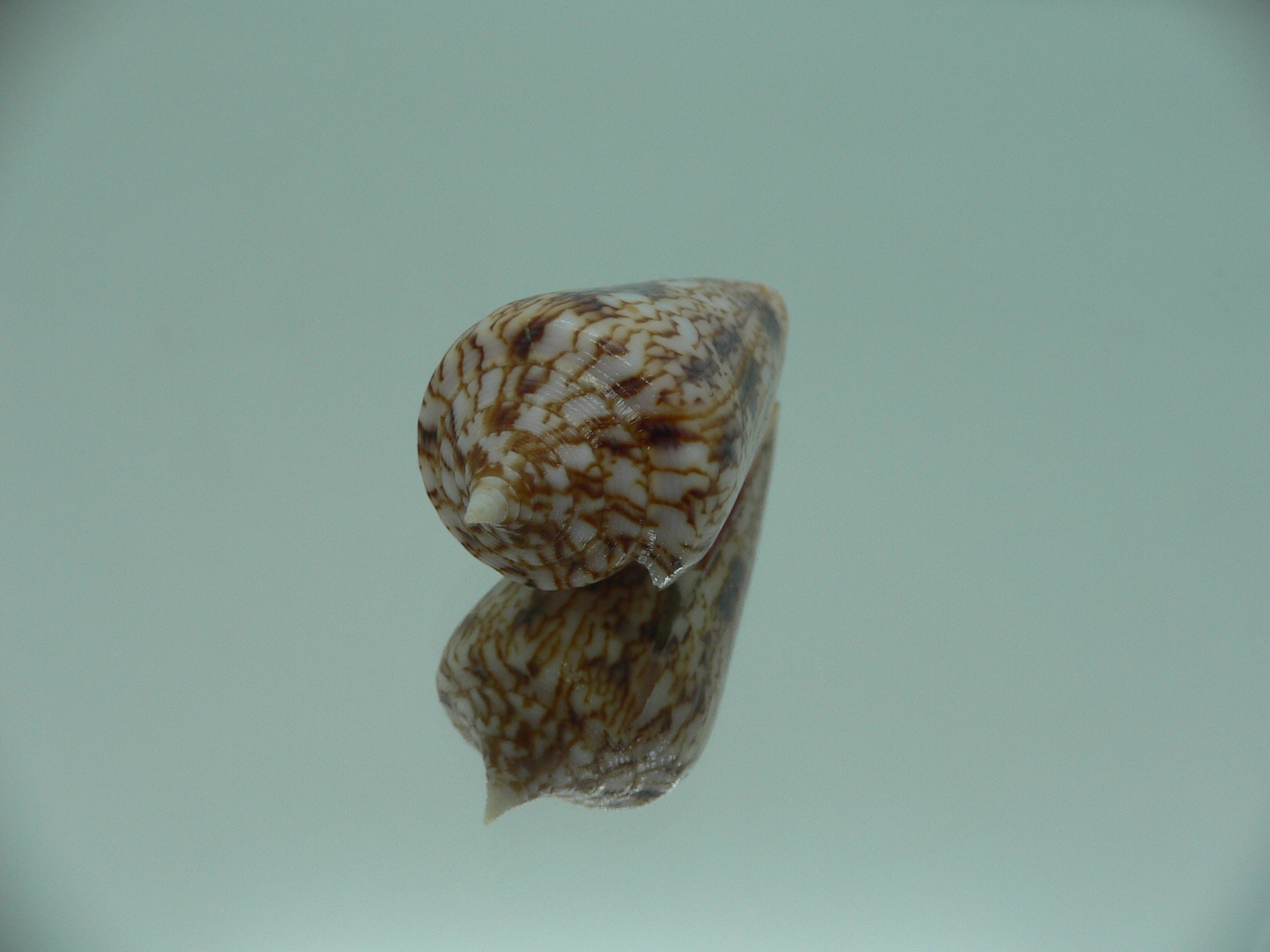 Conus neptunus neptunus