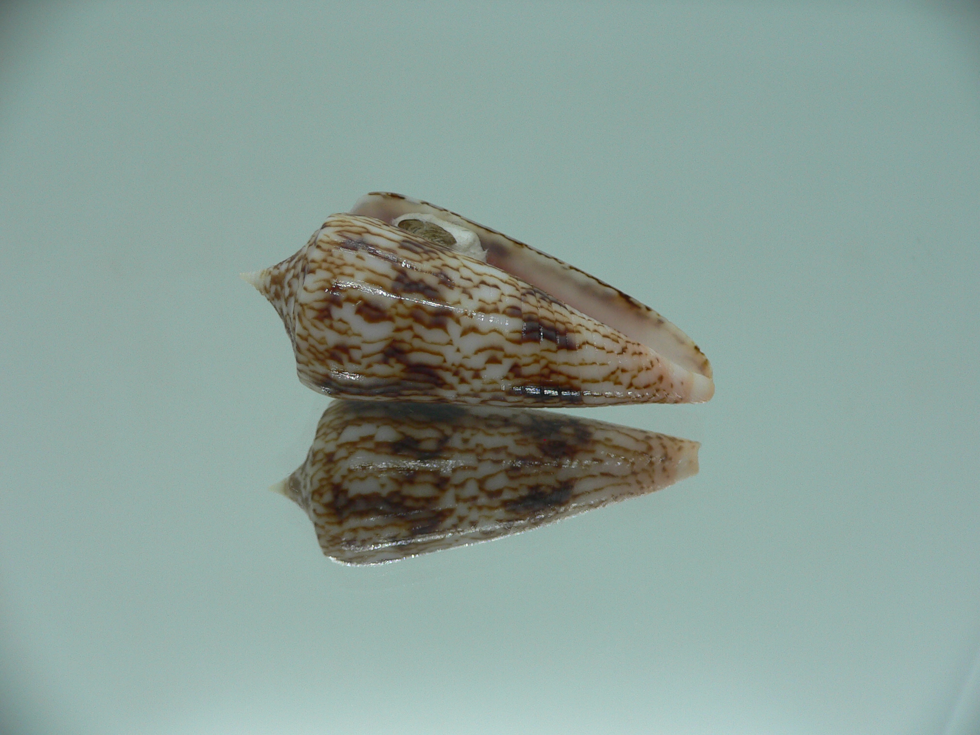 Conus neptunus neptunus