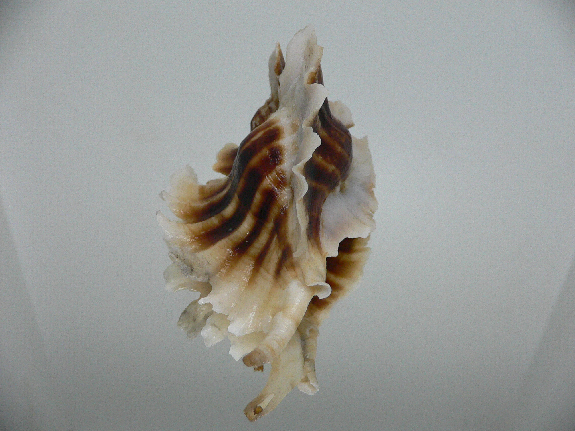 Pteropurpura trialata BIG