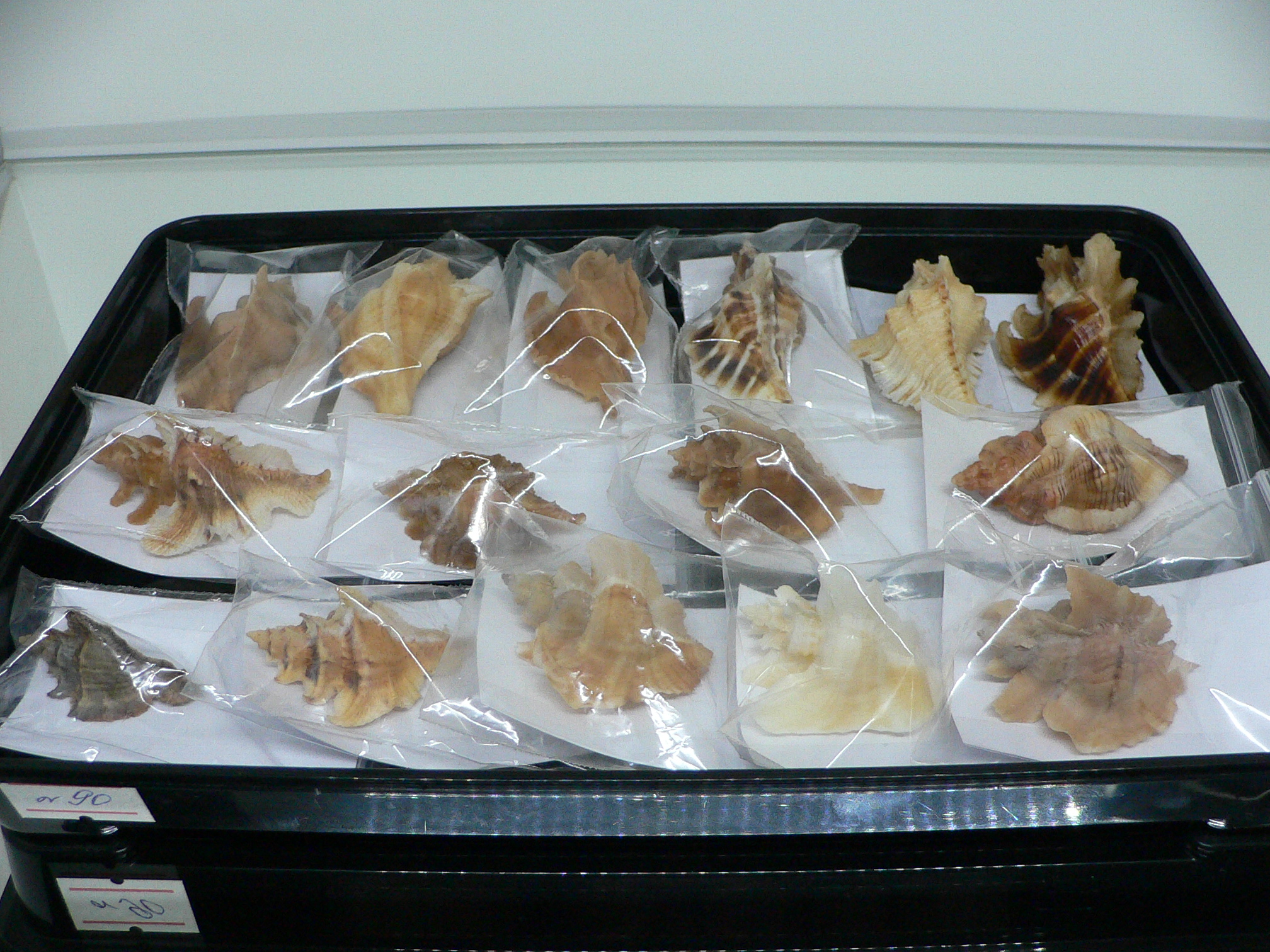 Pteropurpura trialata BIG