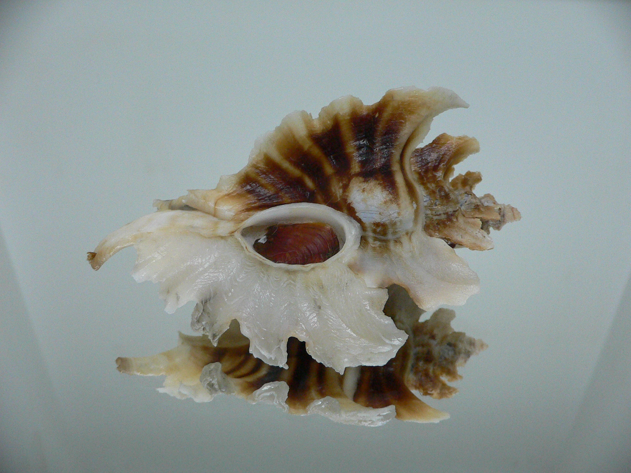 Pteropurpura trialata BIG