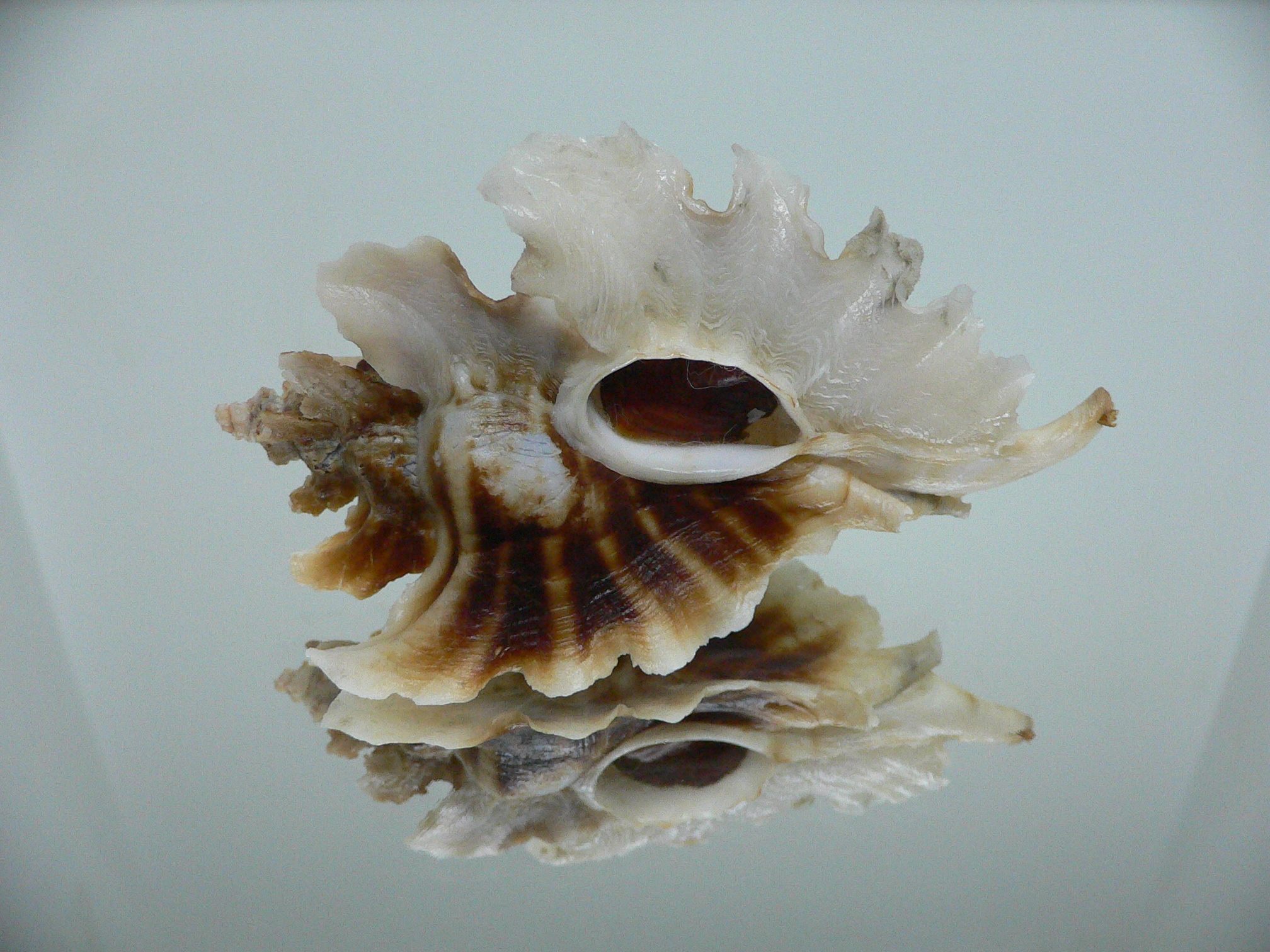 Pteropurpura trialata BIG