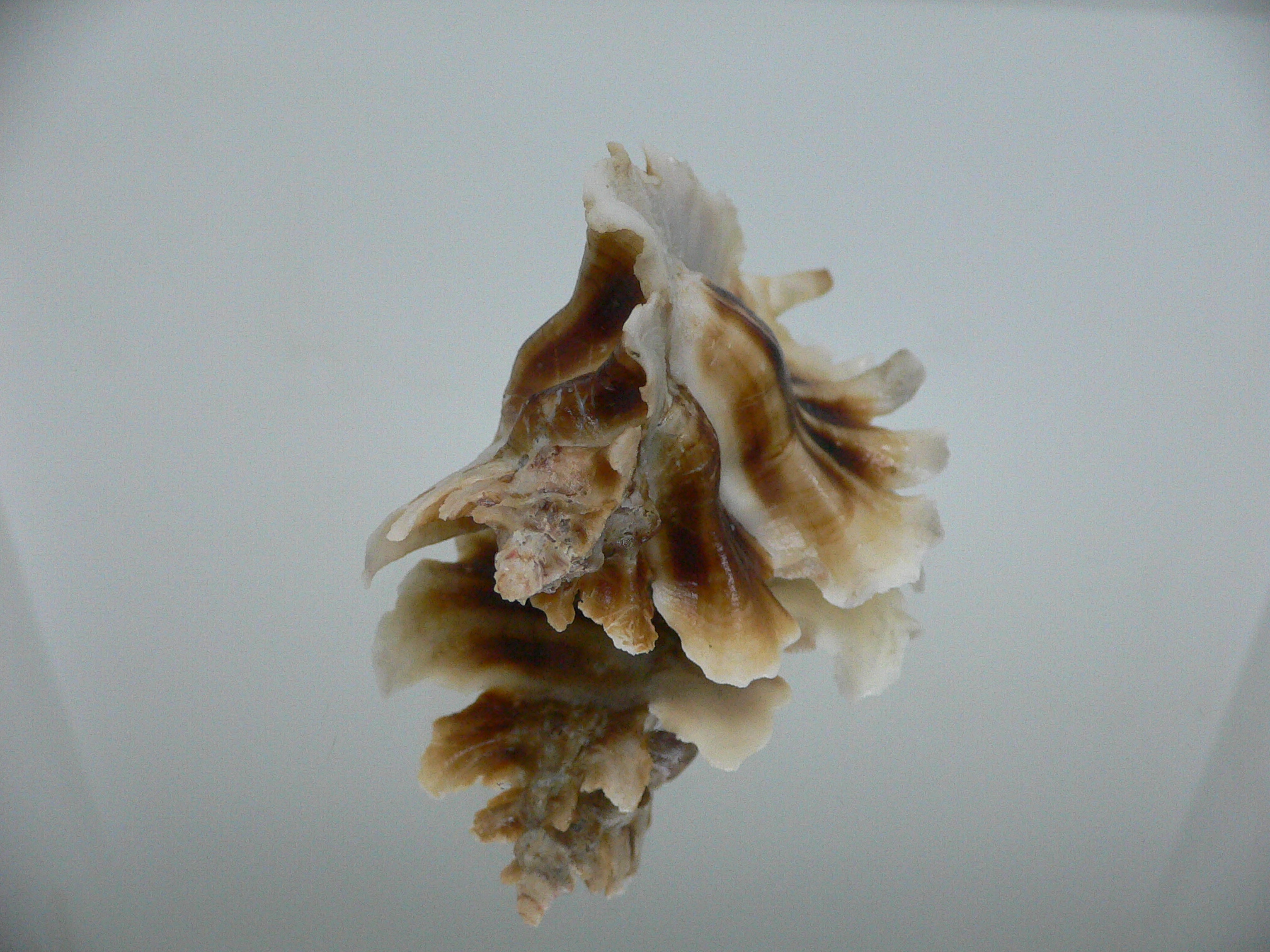 Pteropurpura trialata BIG