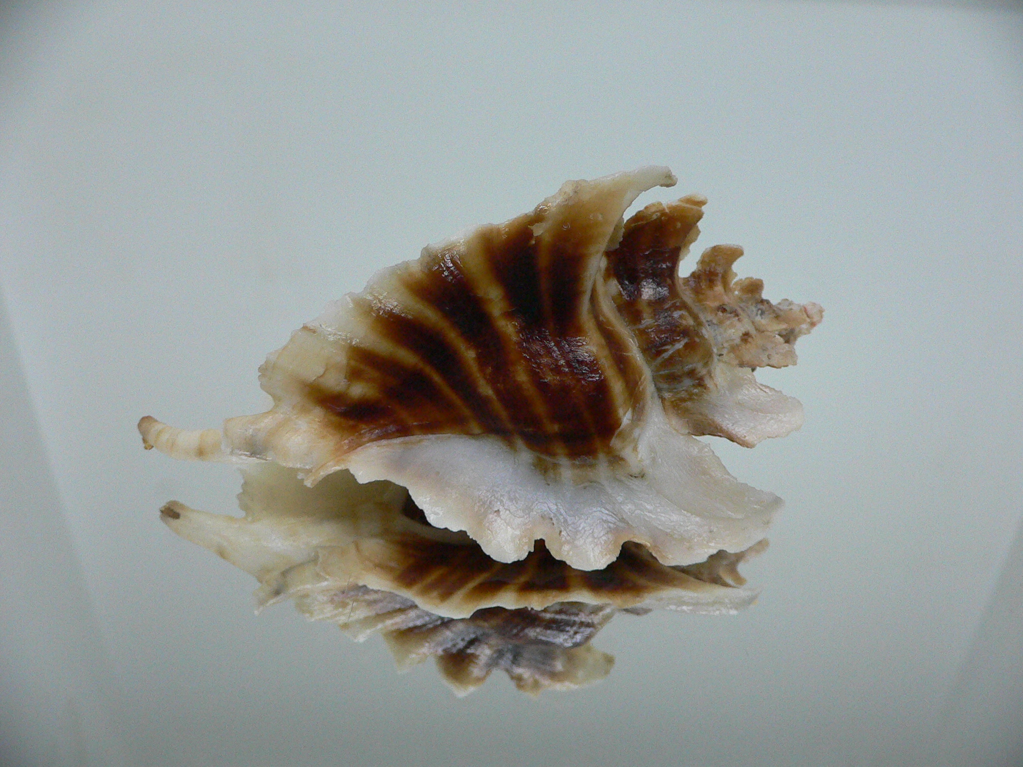 Pteropurpura trialata BIG