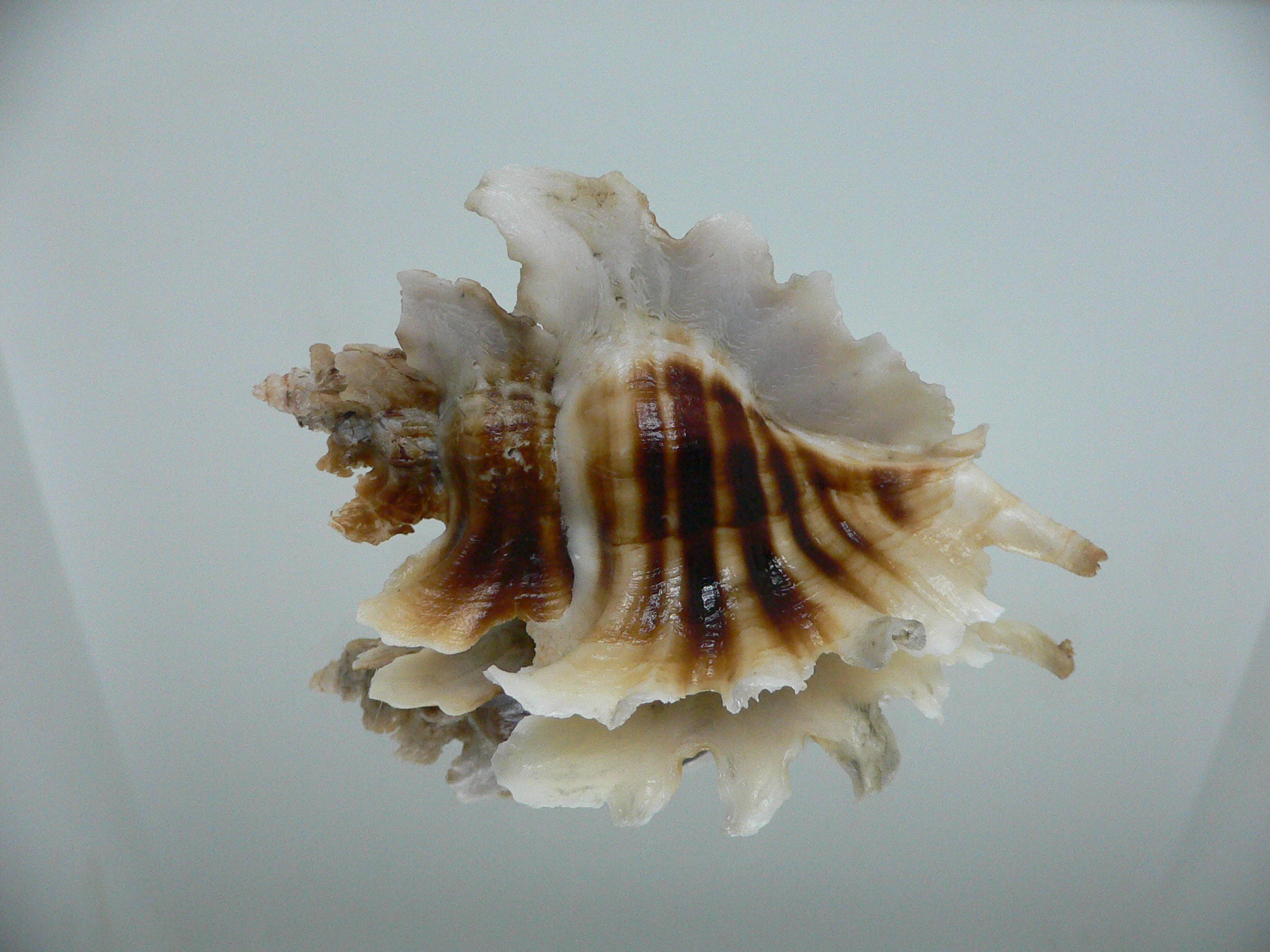 Pteropurpura trialata BIG