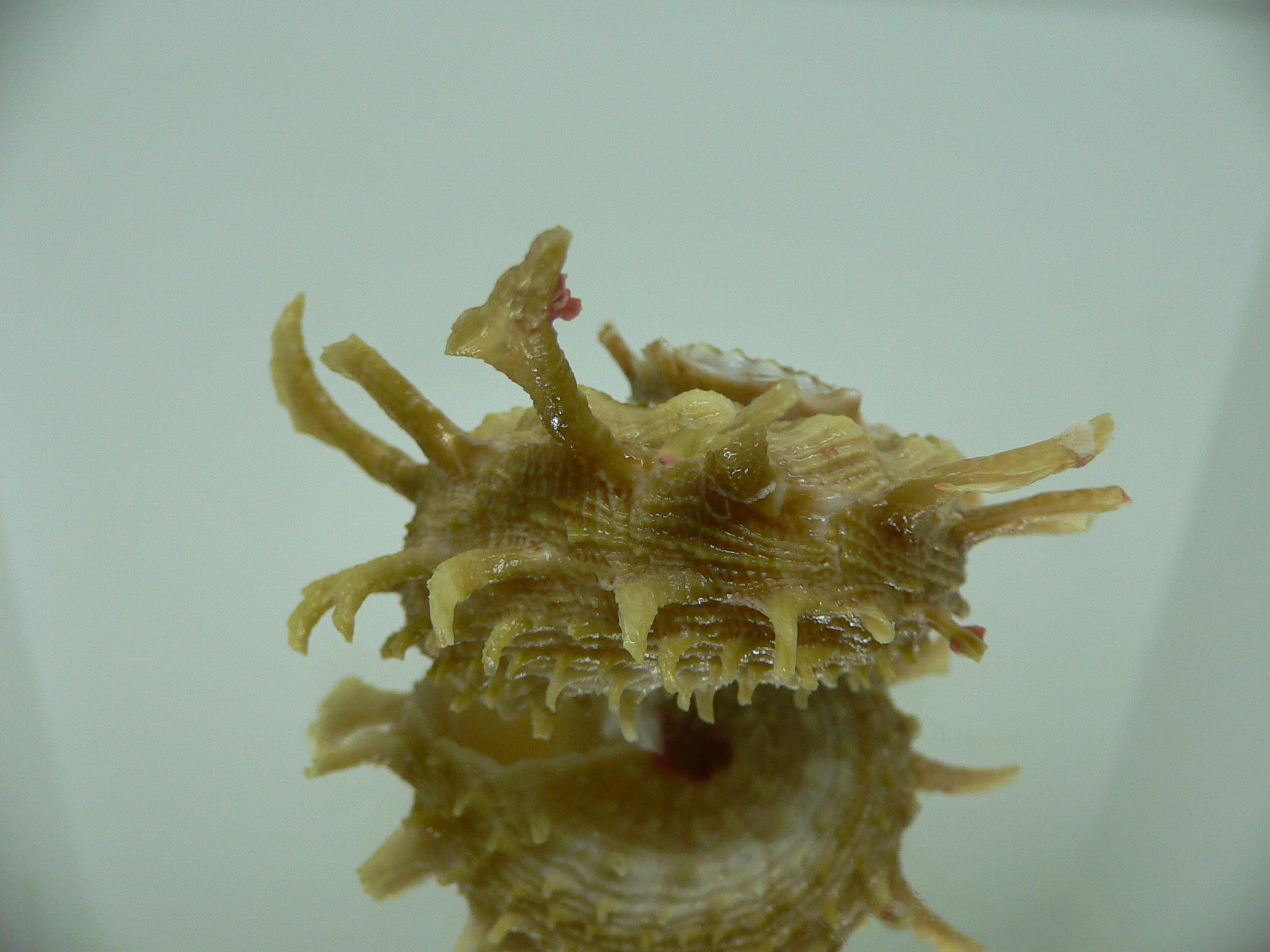 Angaria sphaerula GREEN-PINK