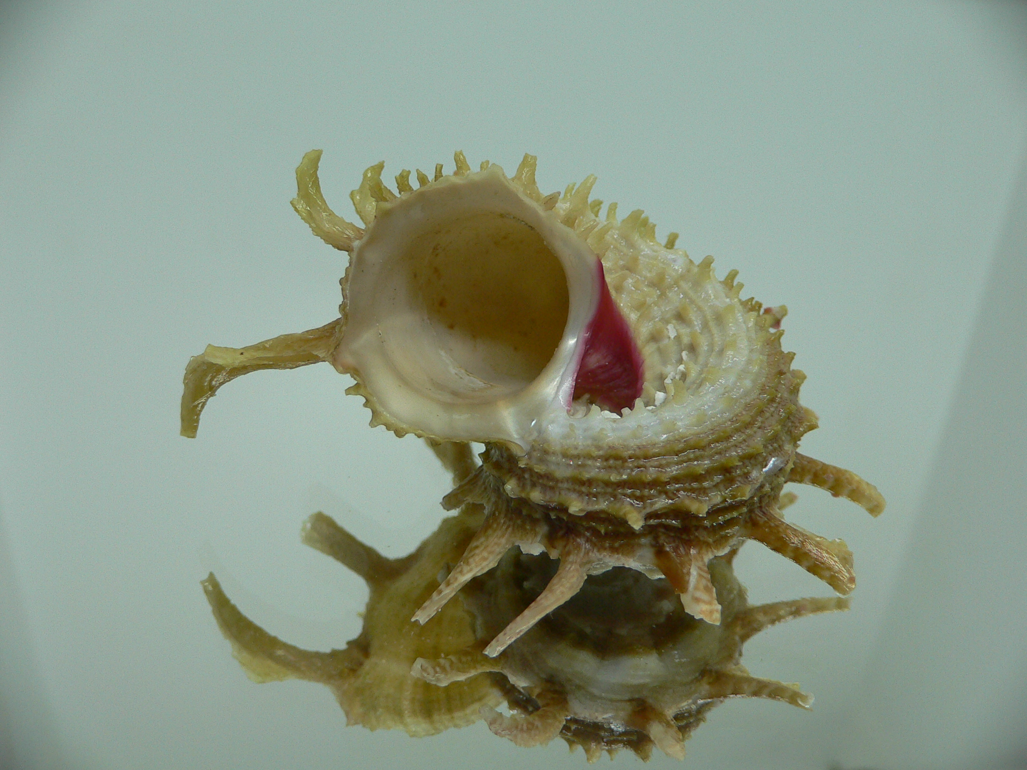 Angaria sphaerula GREEN-PINK