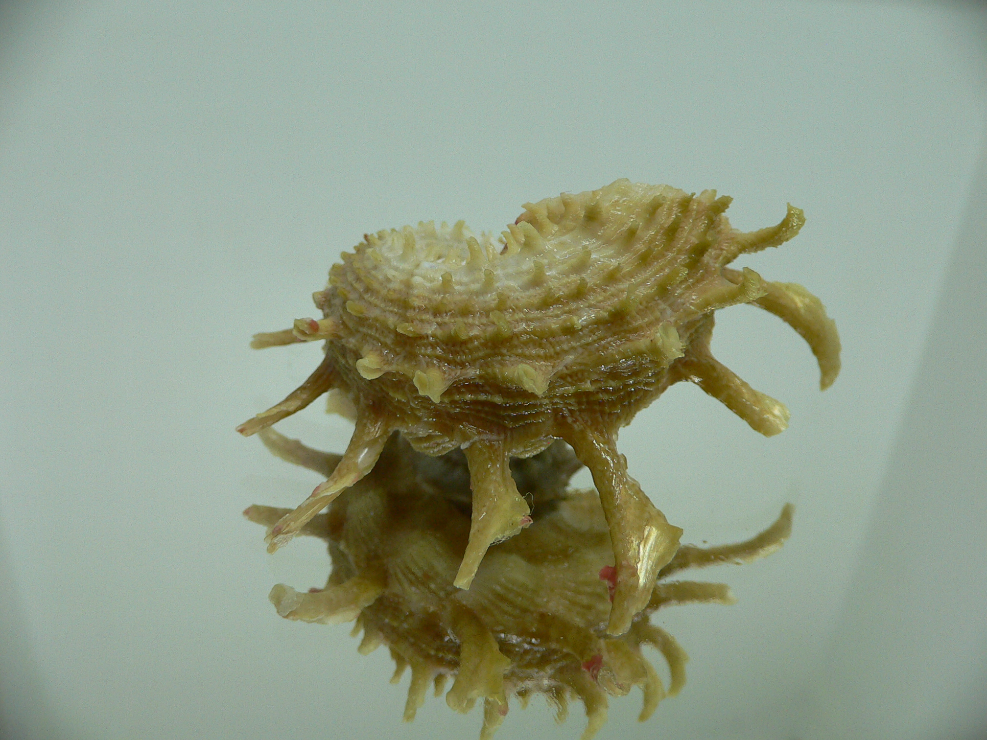 Angaria sphaerula GREEN-PINK