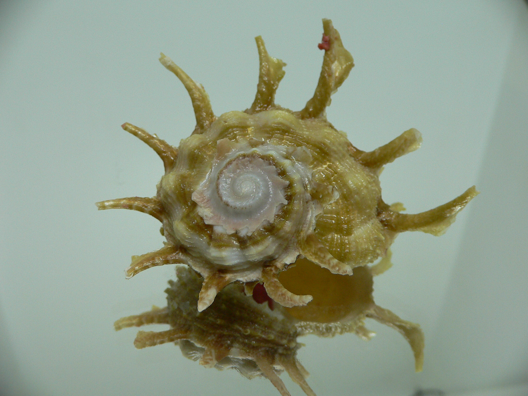 Angaria sphaerula GREEN-PINK