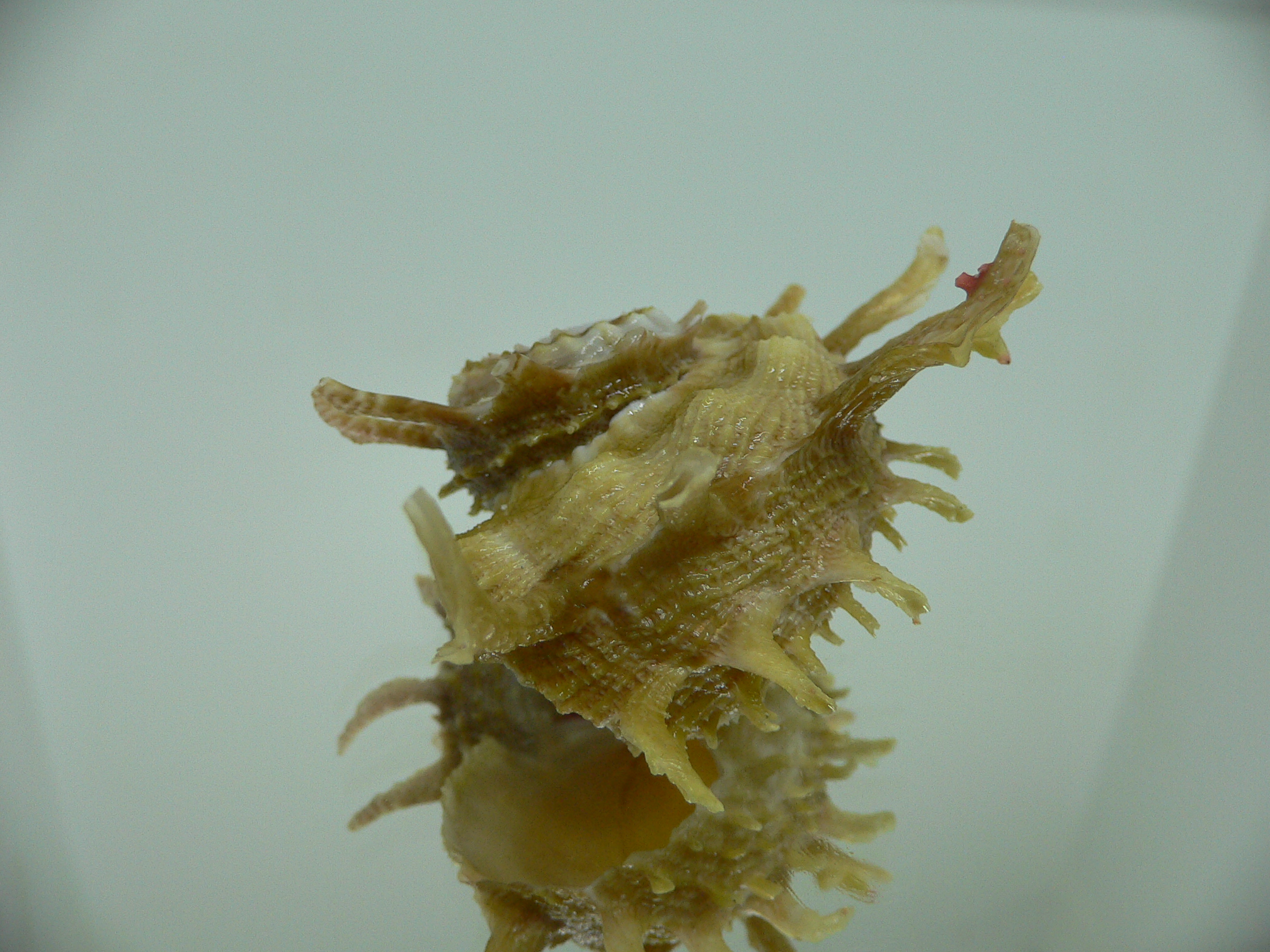 Angaria sphaerula GREEN-PINK