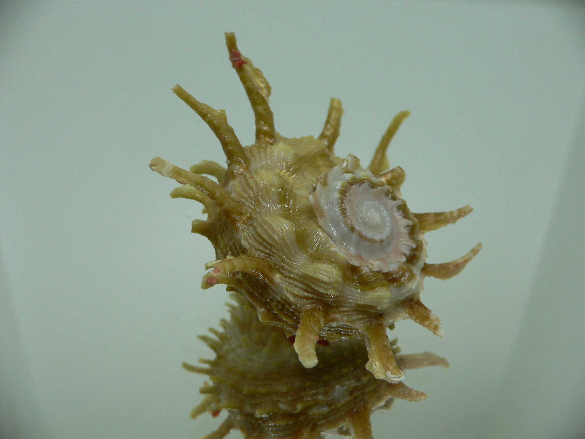 Angaria sphaerula GREEN-PINK