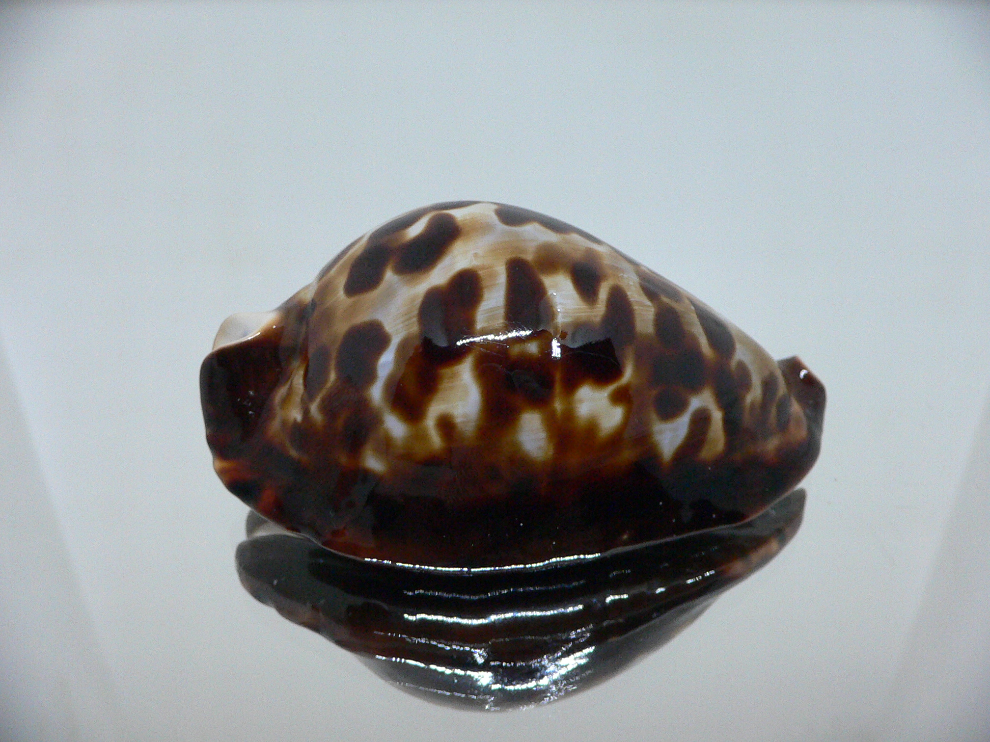 Zoila friendii friendii BIG & BLACK SPOTS