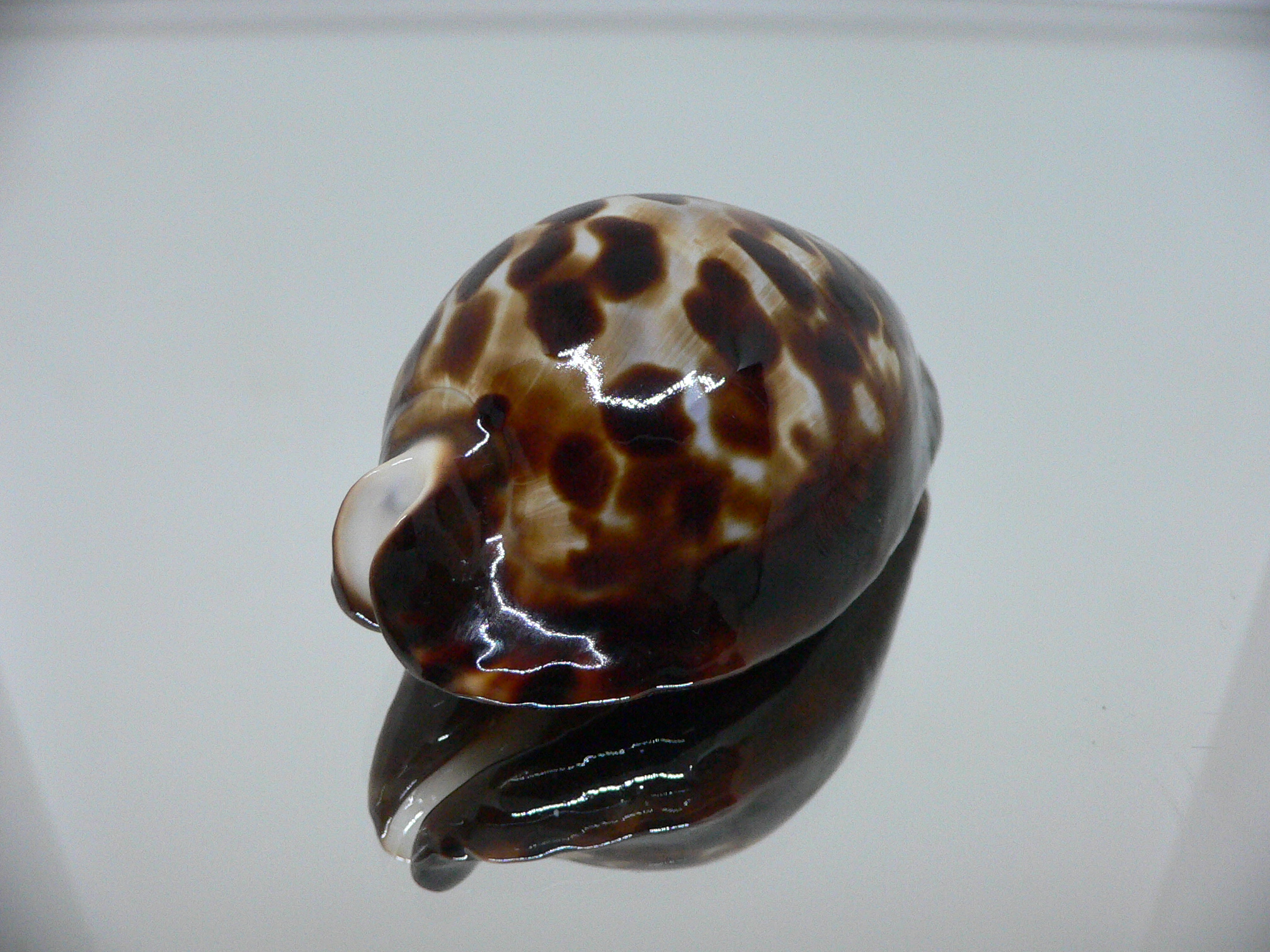 Zoila friendii friendii BIG & BLACK SPOTS