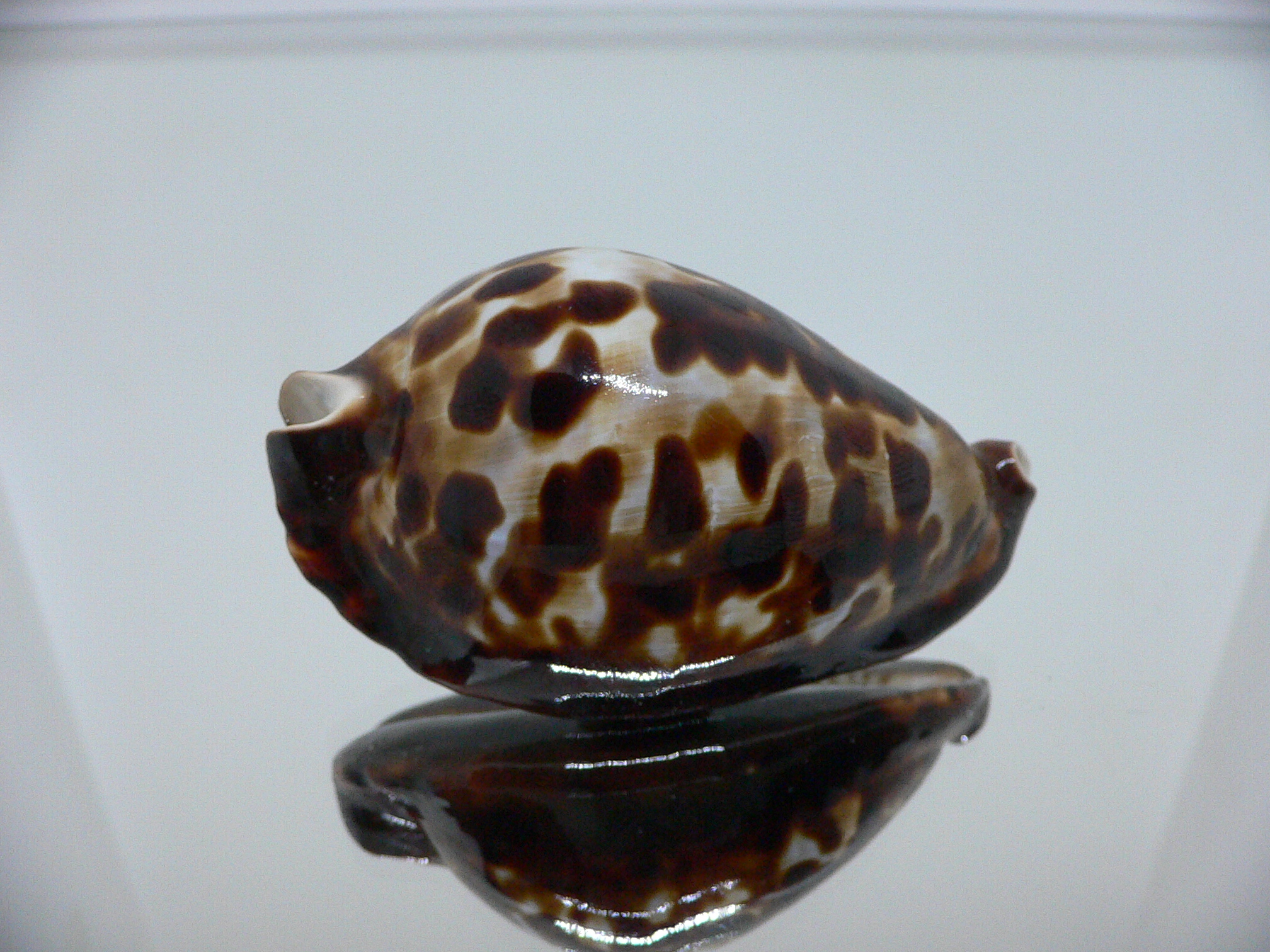 Zoila friendii friendii BIG & BLACK SPOTS