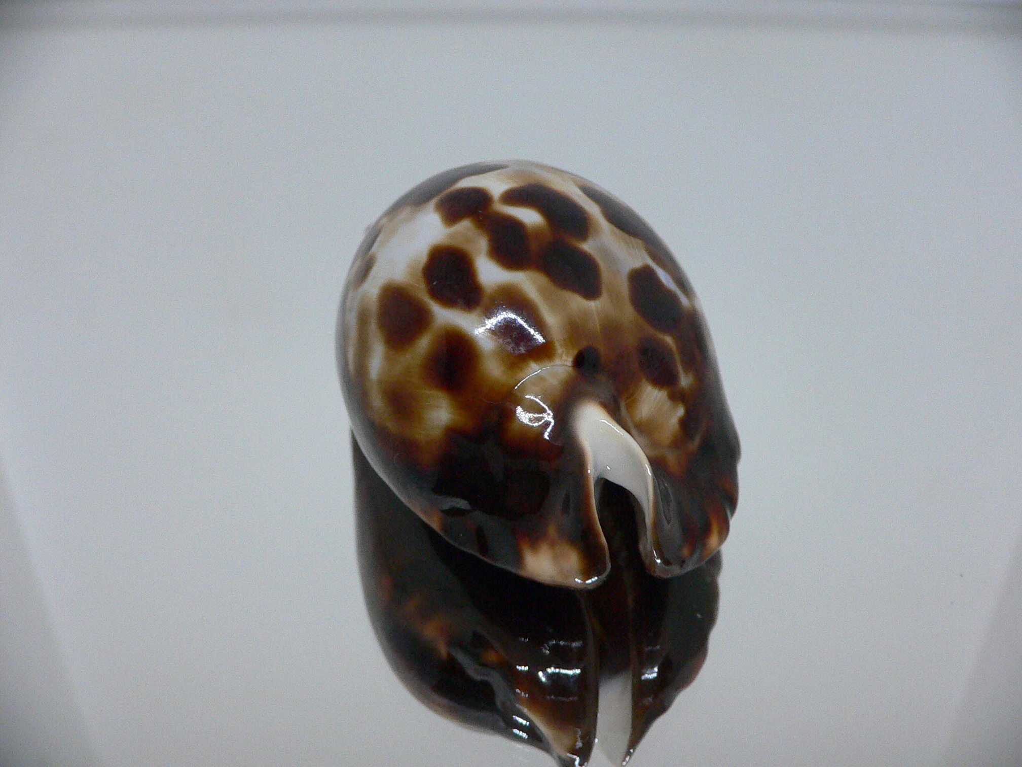 Zoila friendii friendii BIG & BLACK SPOTS