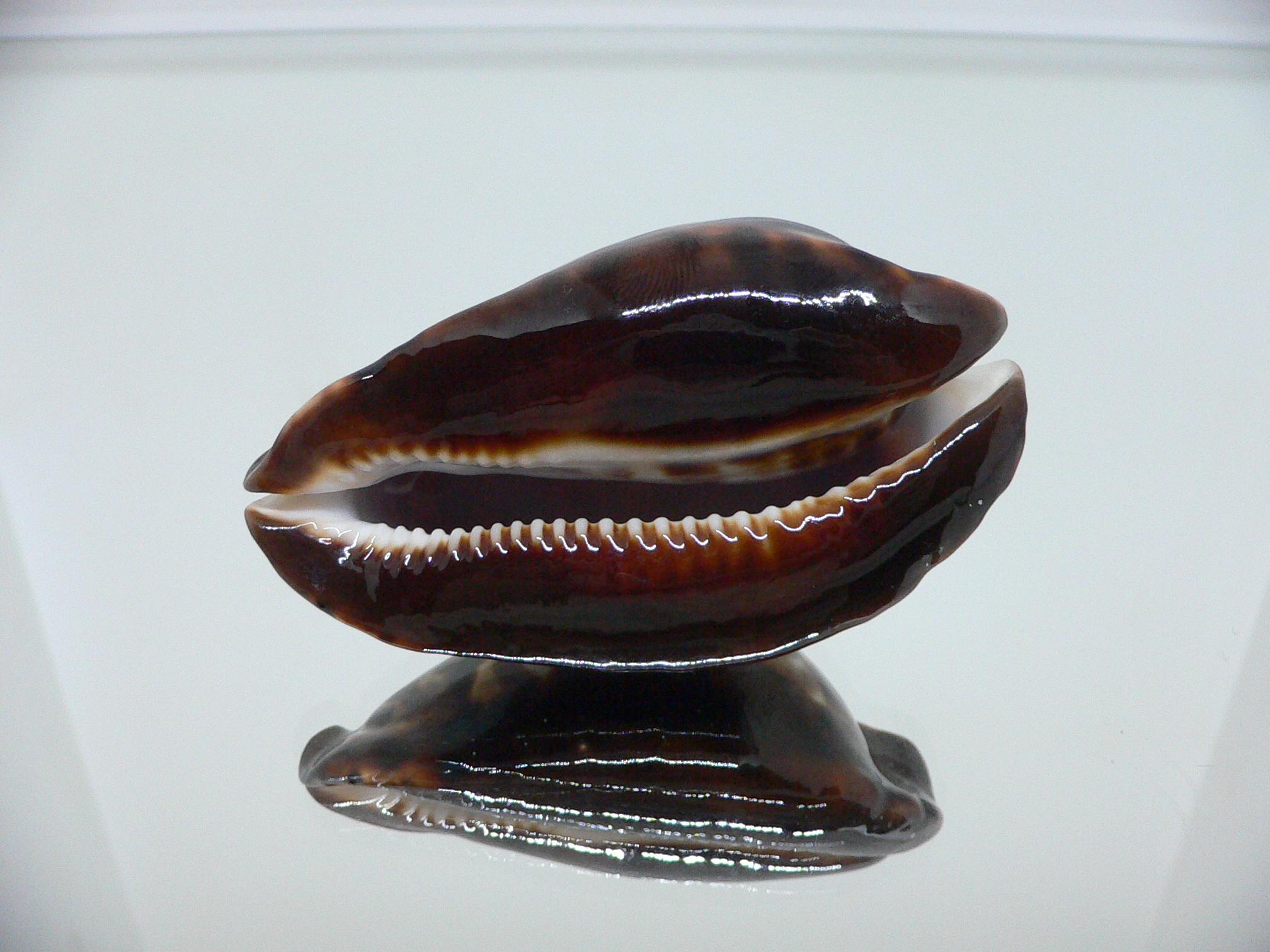 Zoila friendii friendii BIG & BLACK SPOTS