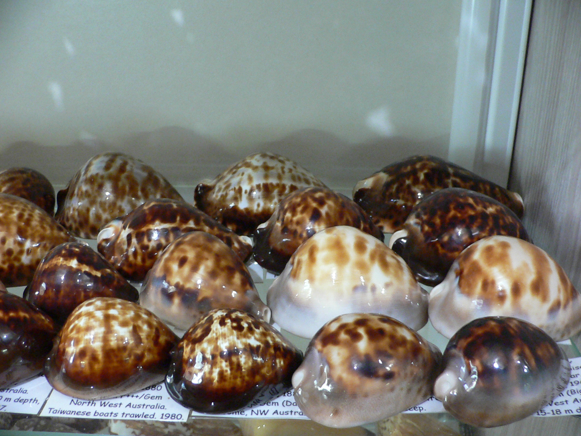 Zoila friendii friendii BIG & BLACK SPOTS