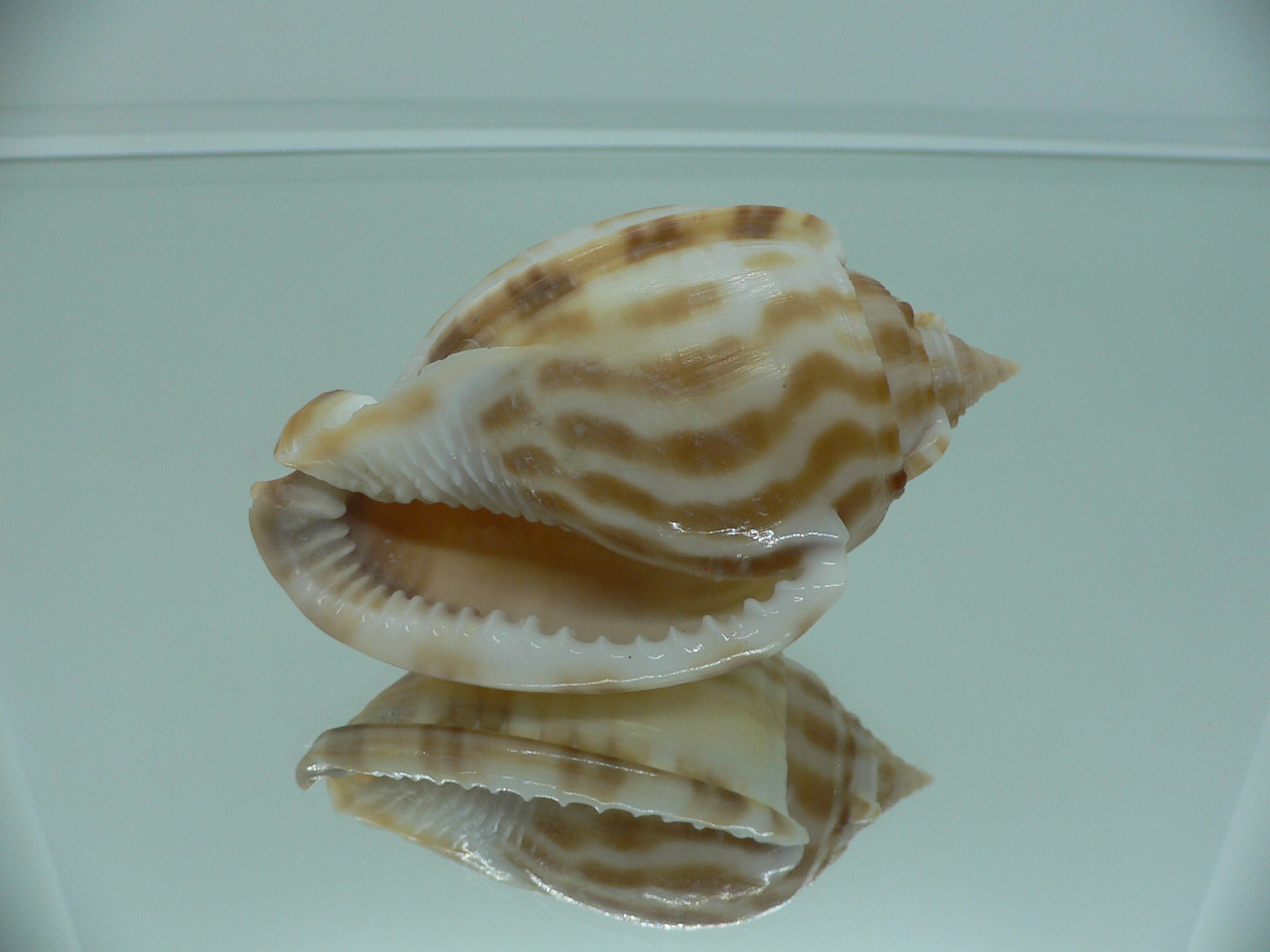 Phalium muangmani ORANGE