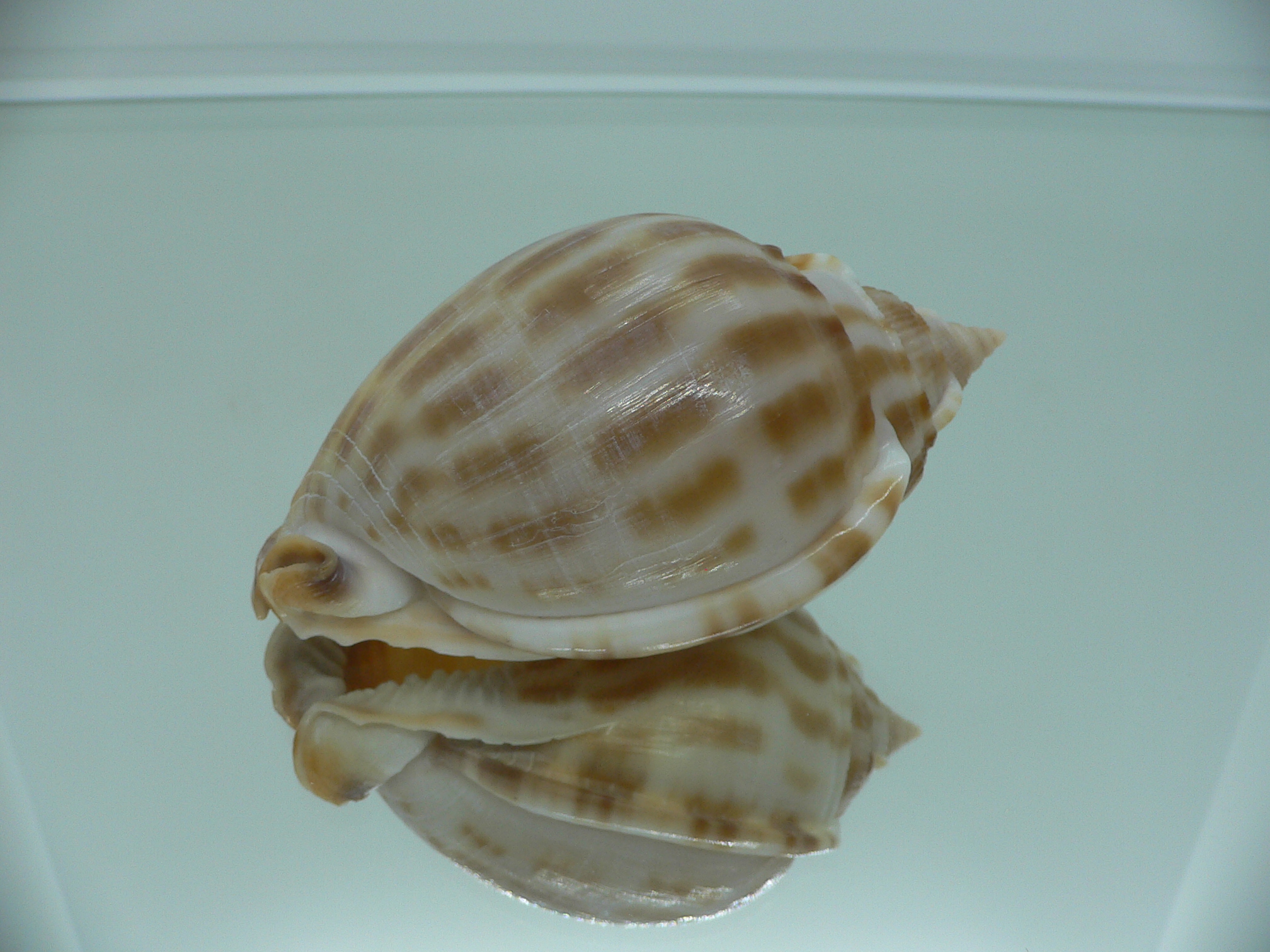 Phalium muangmani ORANGE