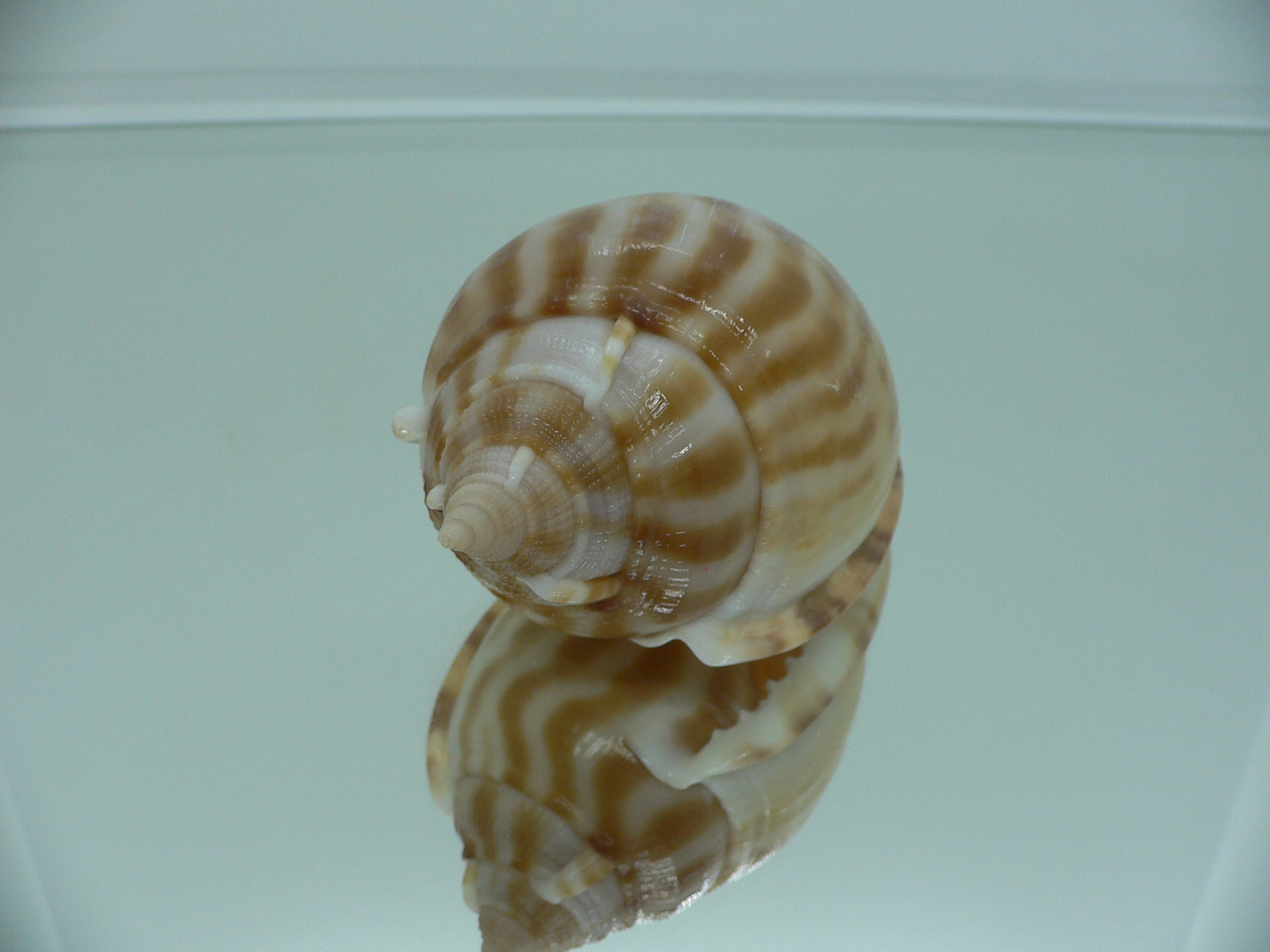 Phalium muangmani ORANGE