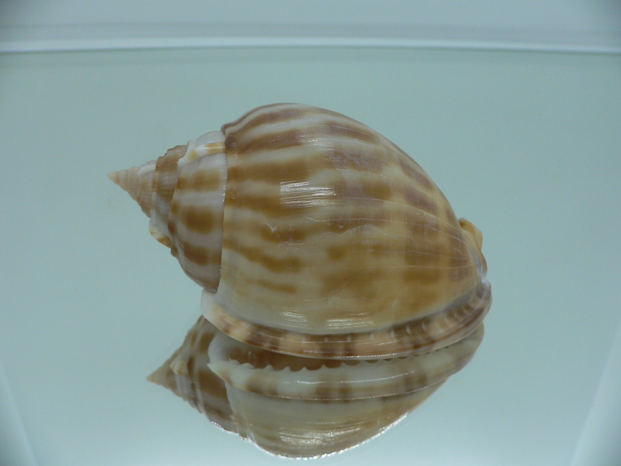 Phalium muangmani ORANGE