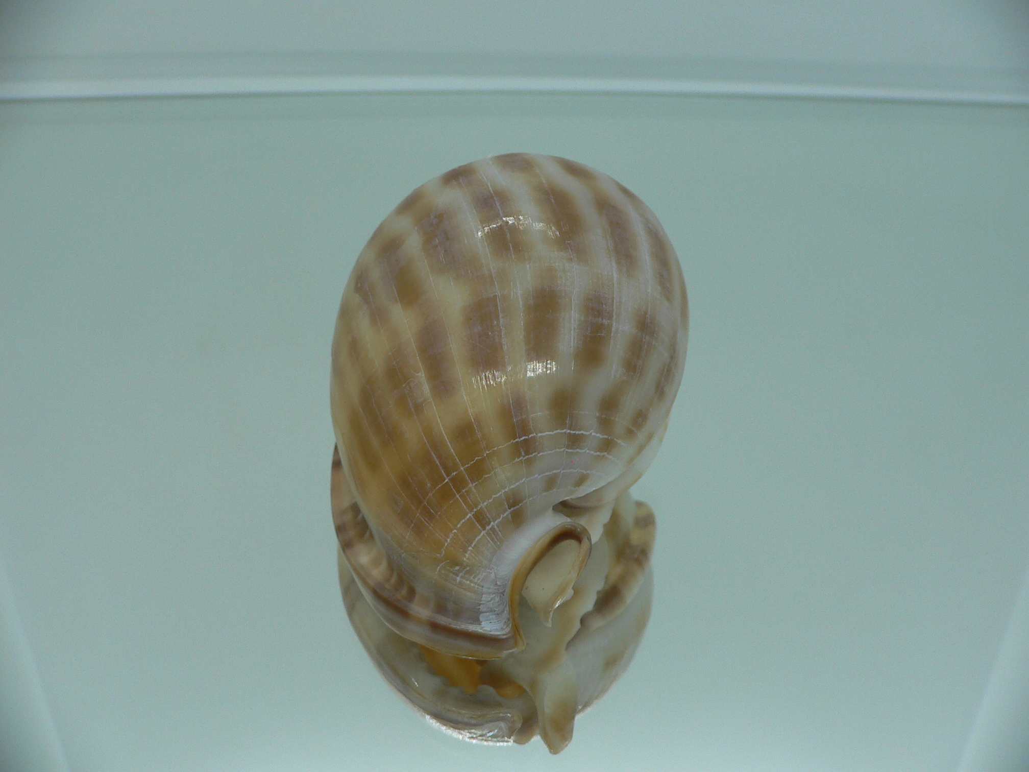 Phalium muangmani ORANGE