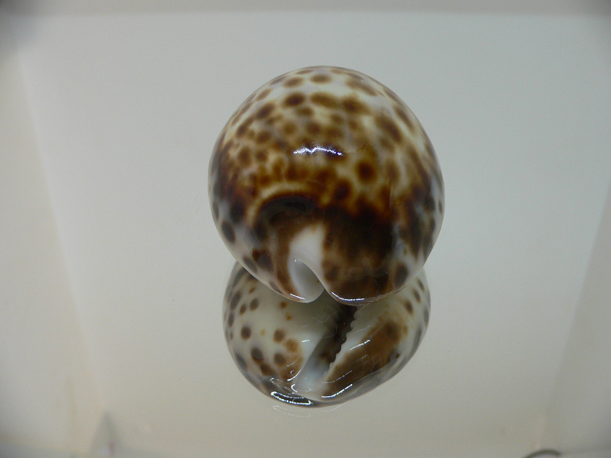 Cypraea tigris peterstimpsoni