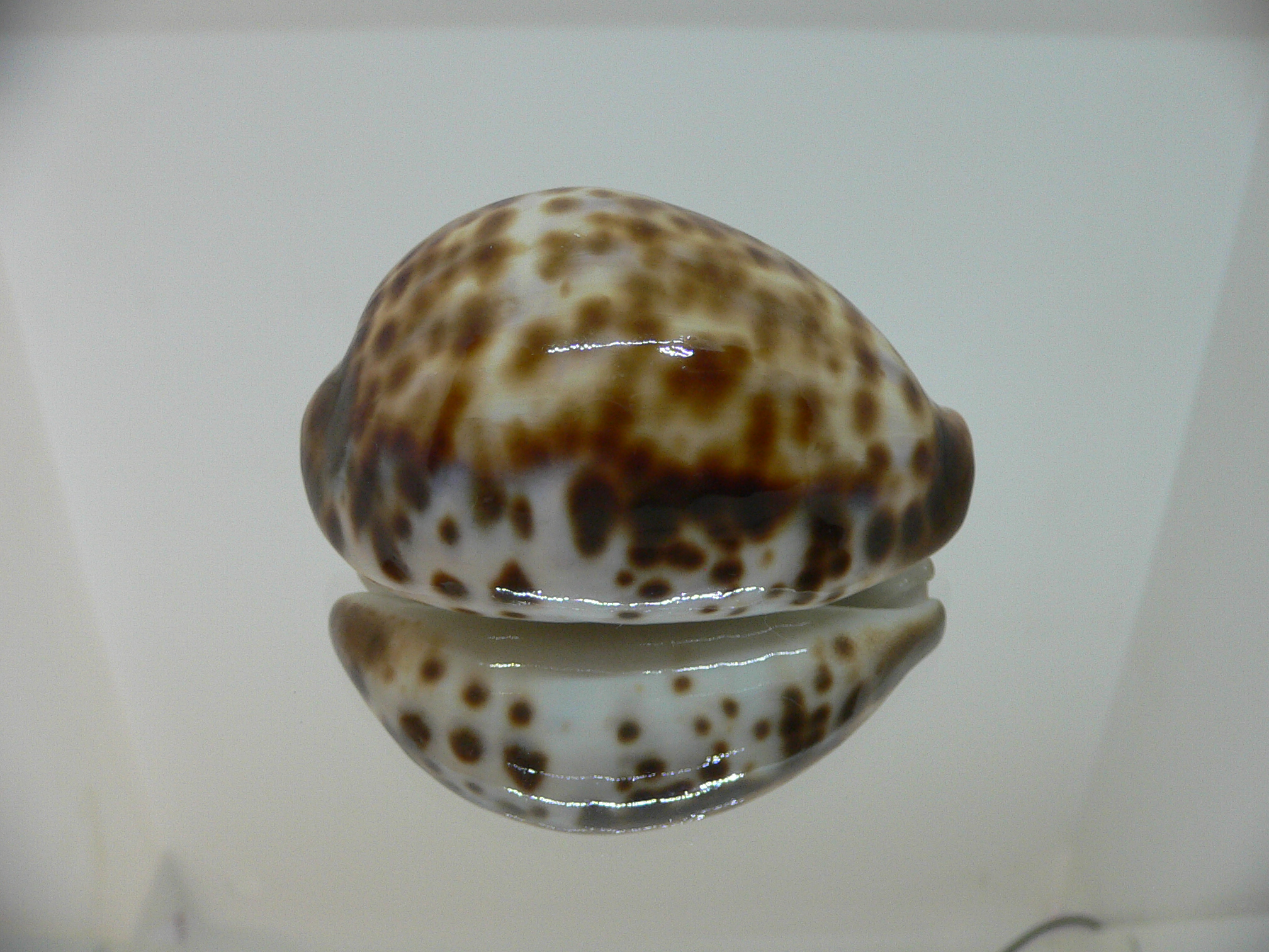 Cypraea tigris peterstimpsoni