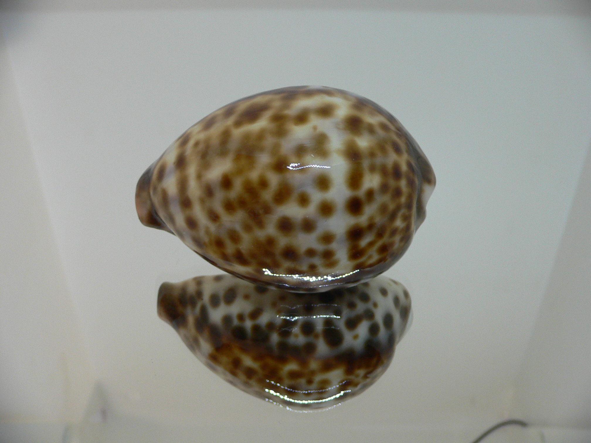 Cypraea tigris peterstimpsoni